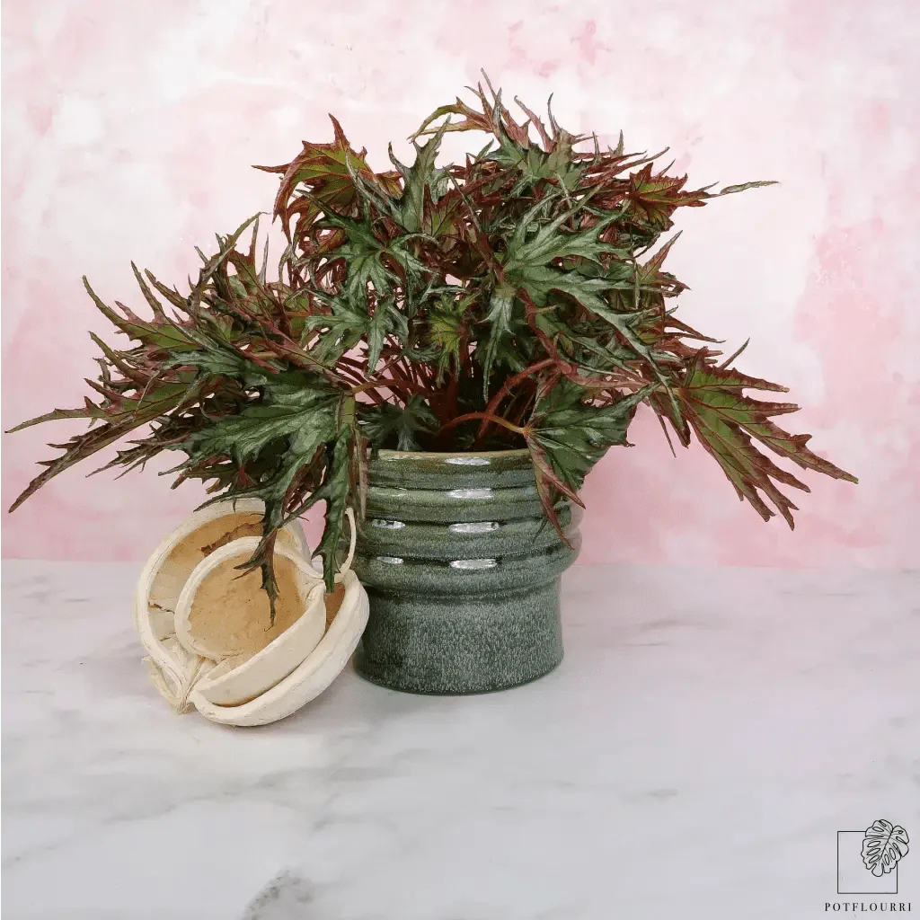 BEGONIA U614 - Image 4
