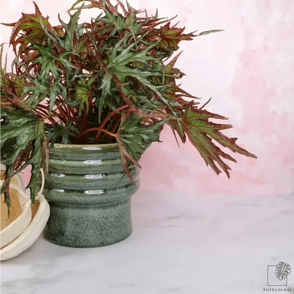 BEGONIA U614 - Image 5