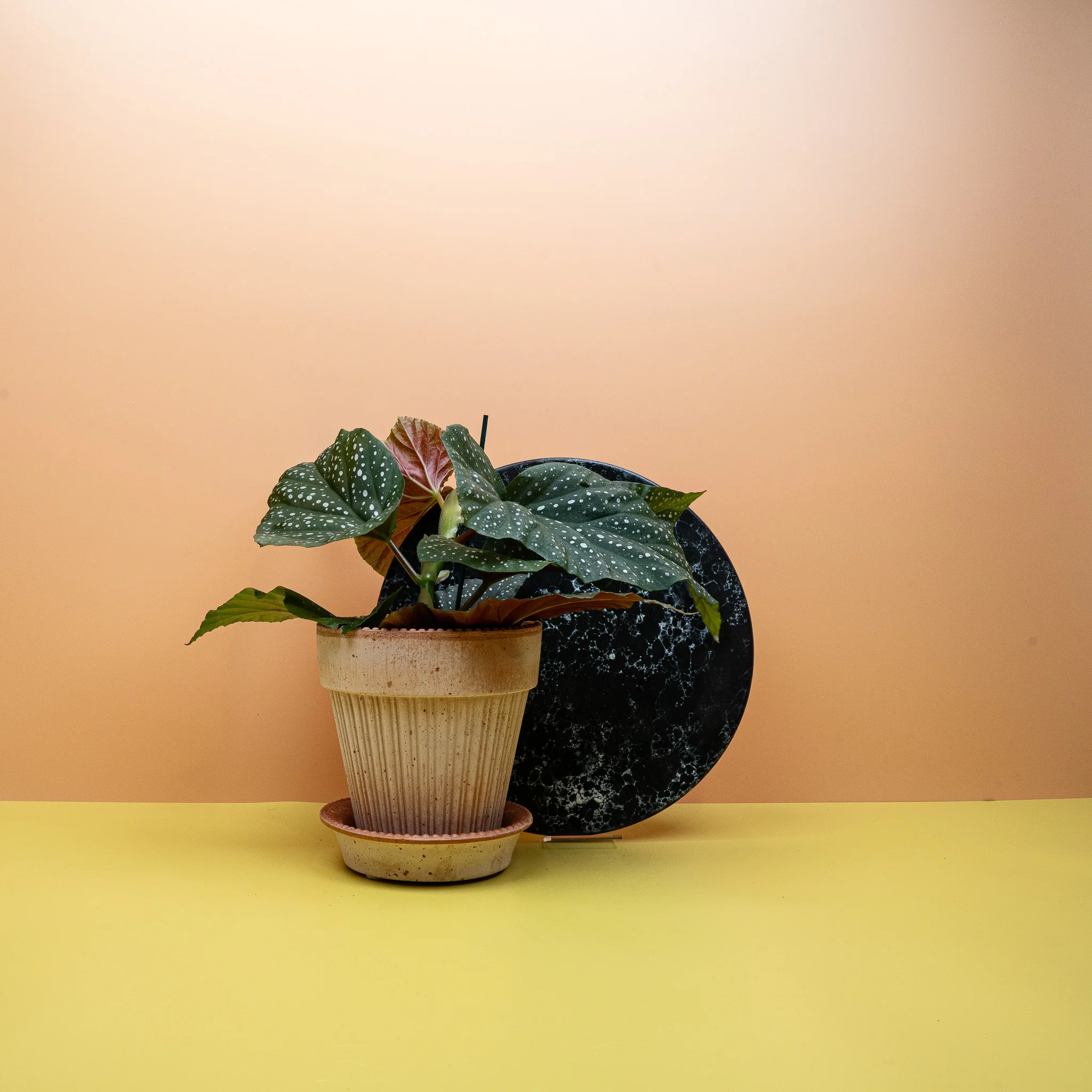 BEGONIA WINGS CORALLINA - Image 2