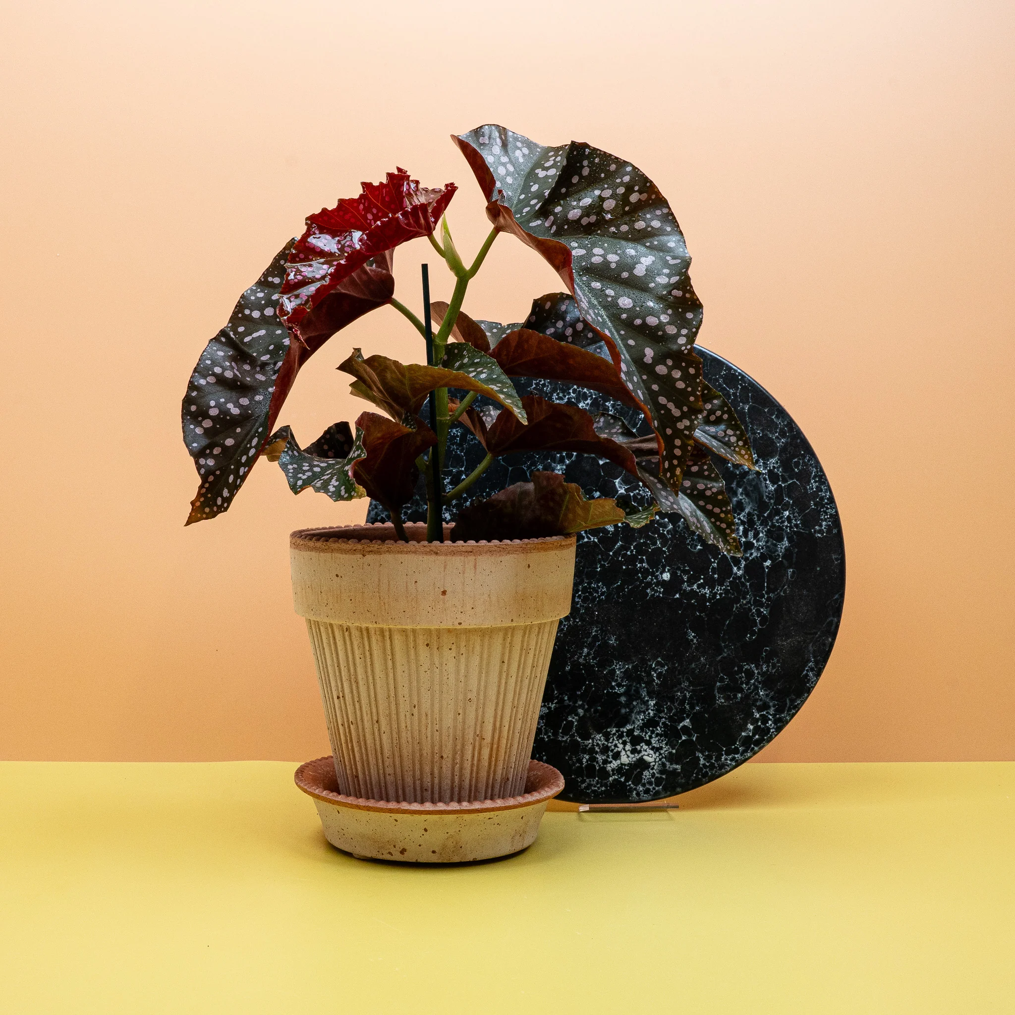 BEGONIA WINGS CRACKLIN ROSIE