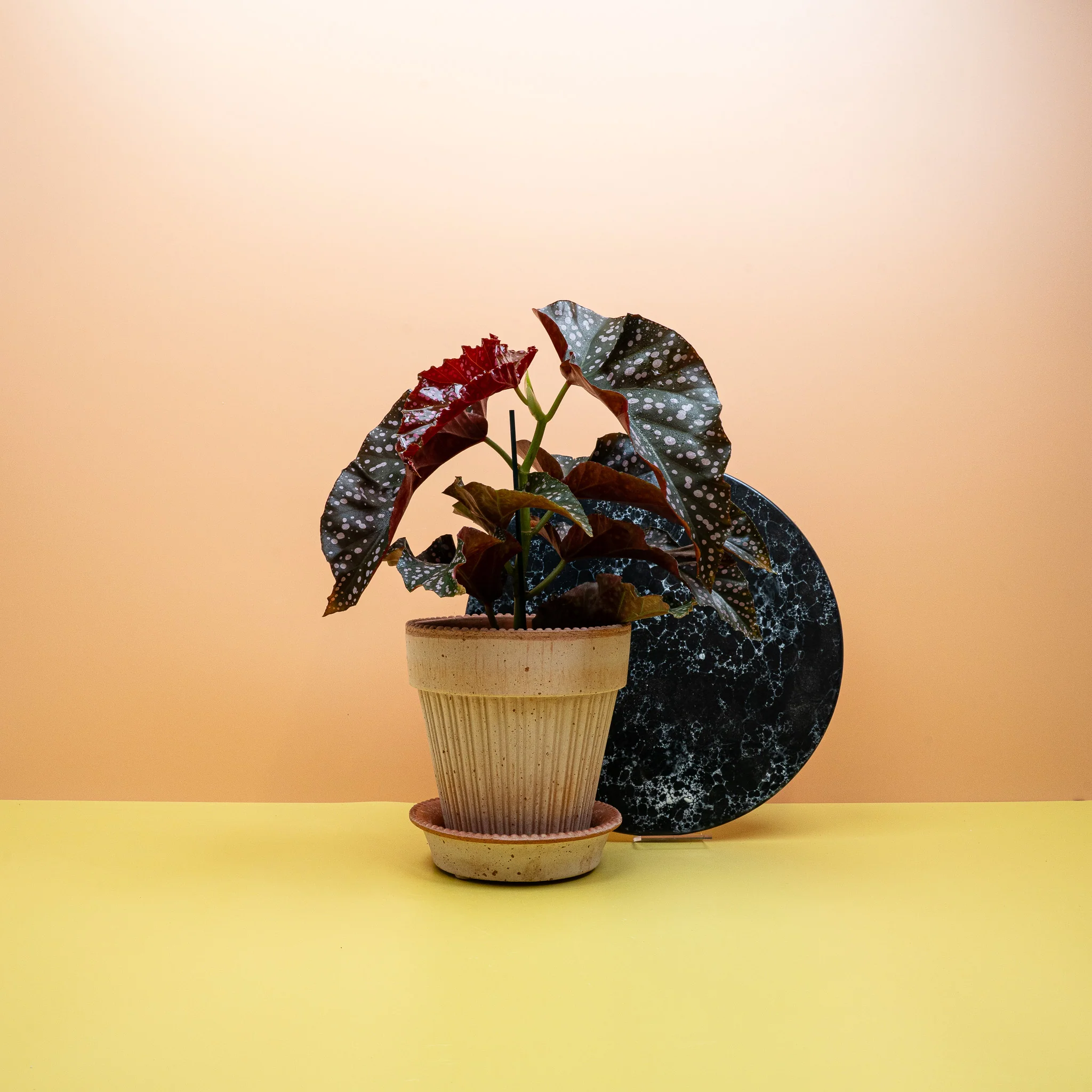 BEGONIA WINGS CRACKLIN ROSIE - Image 2