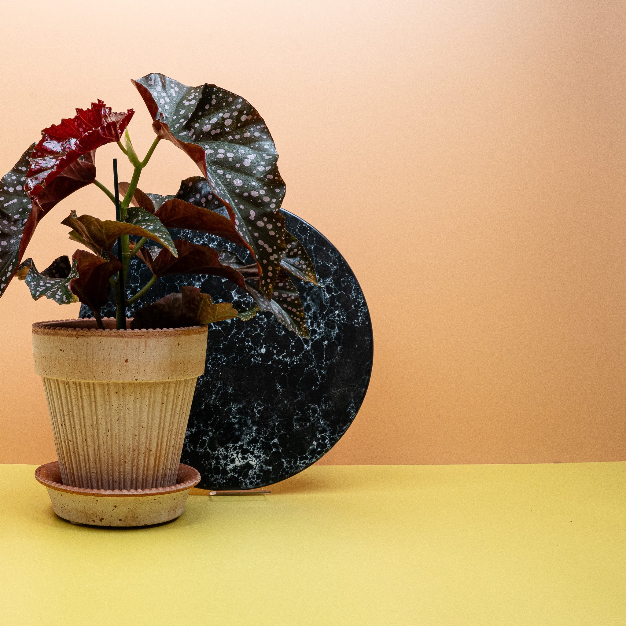 BEGONIA WINGS CRACKLIN ROSIE - Image 4