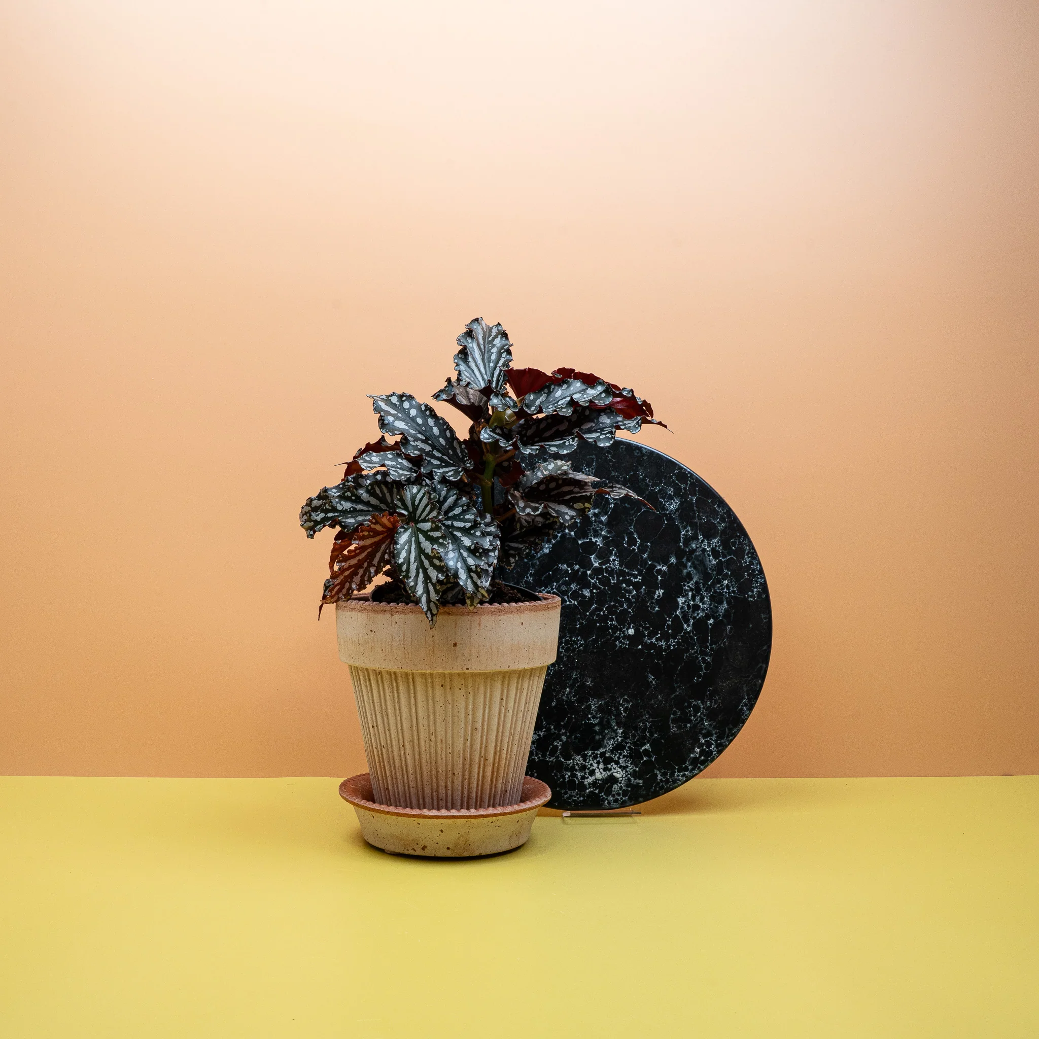 BEGONIA WINGS RUBY COMPACT