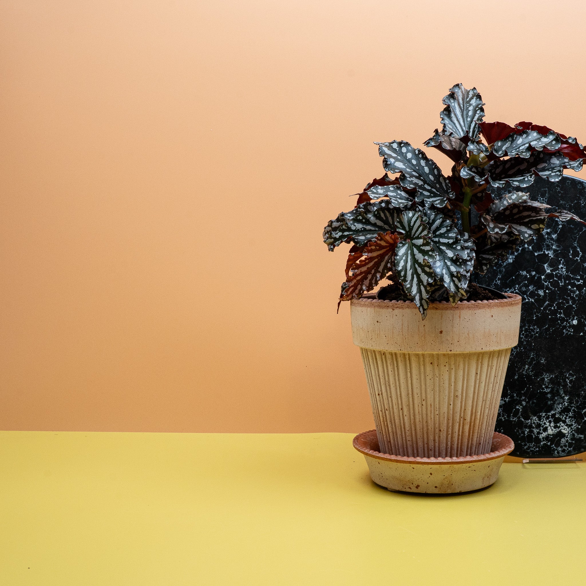 BEGONIA WINGS RUBY COMPACT - Image 2