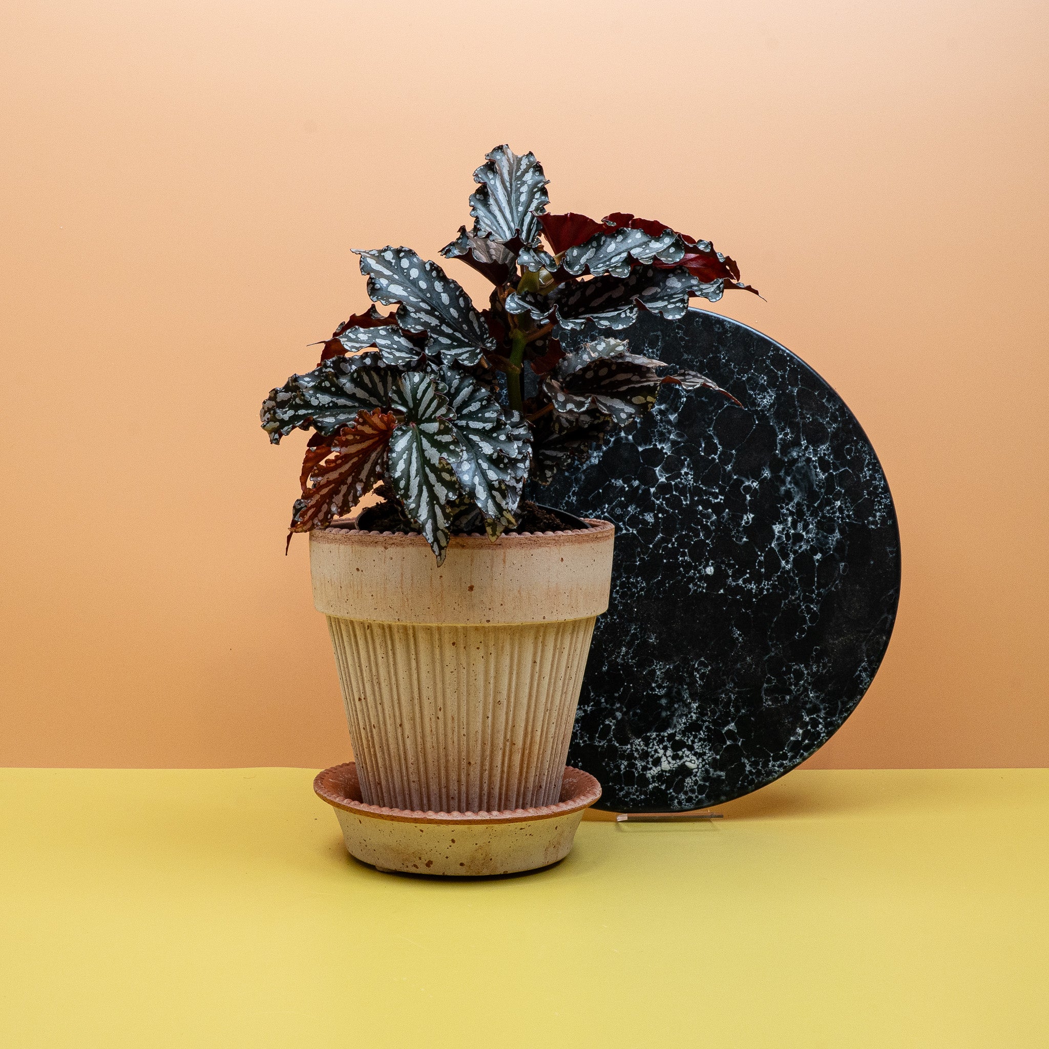 BEGONIA WINGS RUBY COMPACT - Image 4