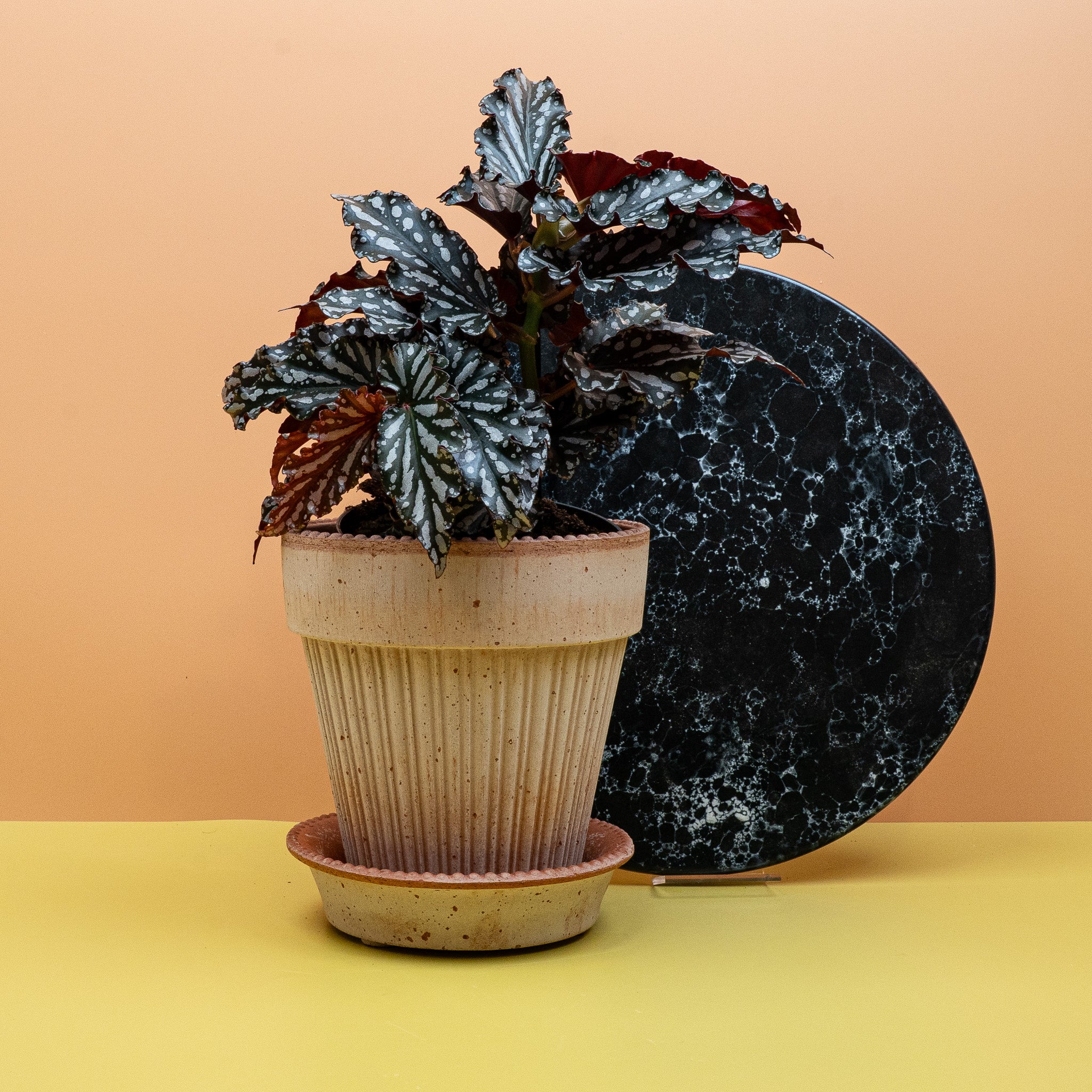BEGONIA WINGS RUBY COMPACT - Image 5