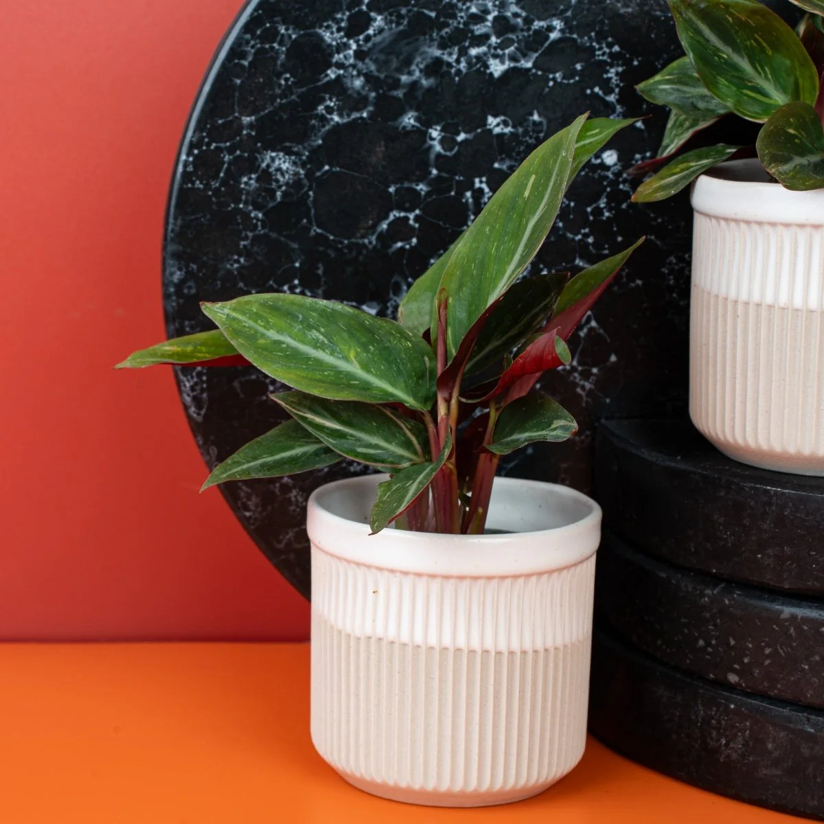 CALATHEA MAGIC STAR - Image 4