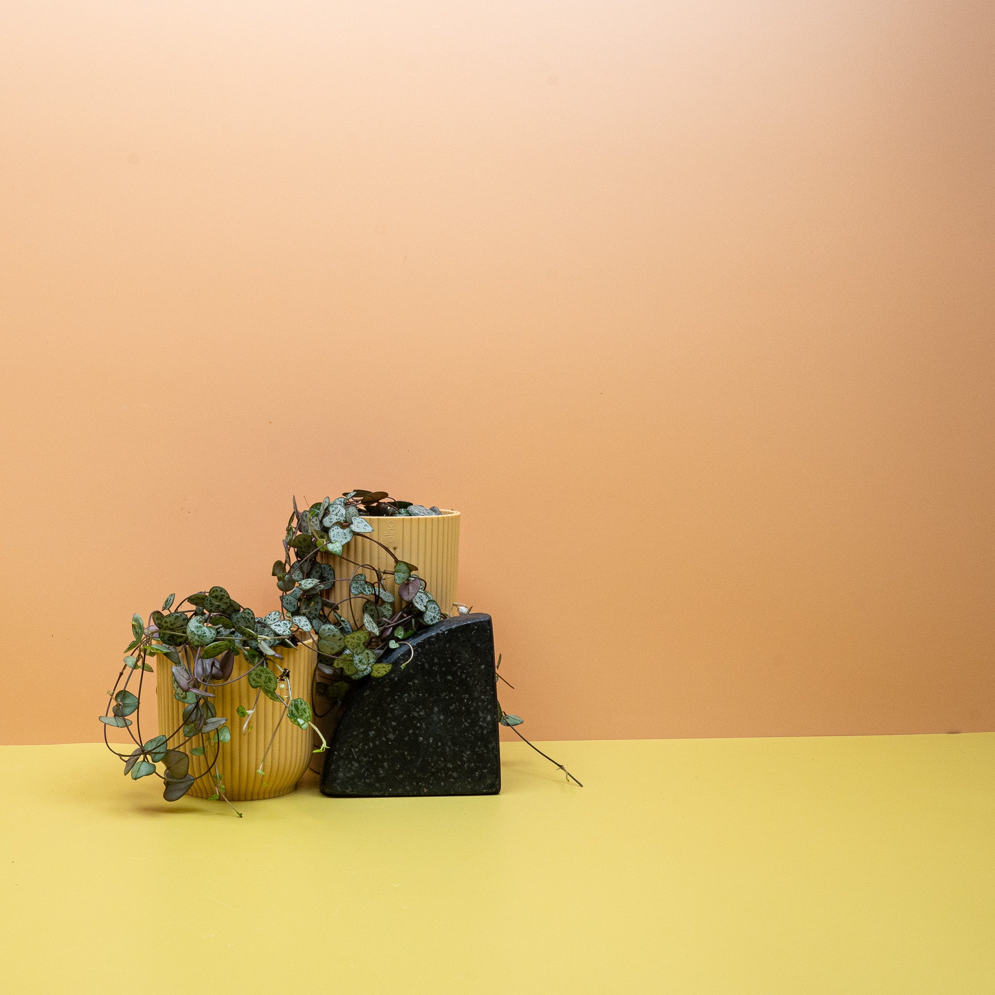 CEROPEGIA WOODII - Image 3