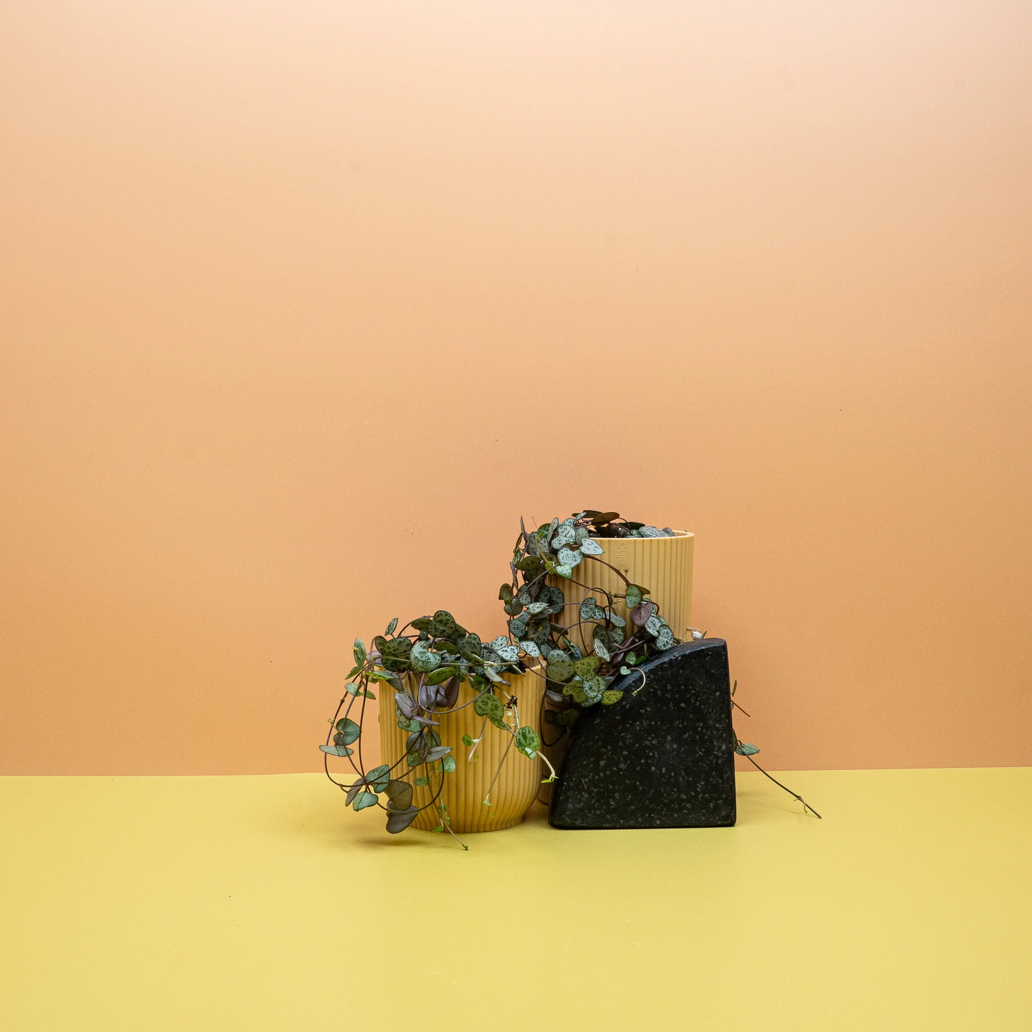 CEROPEGIA WOODII - Image 5