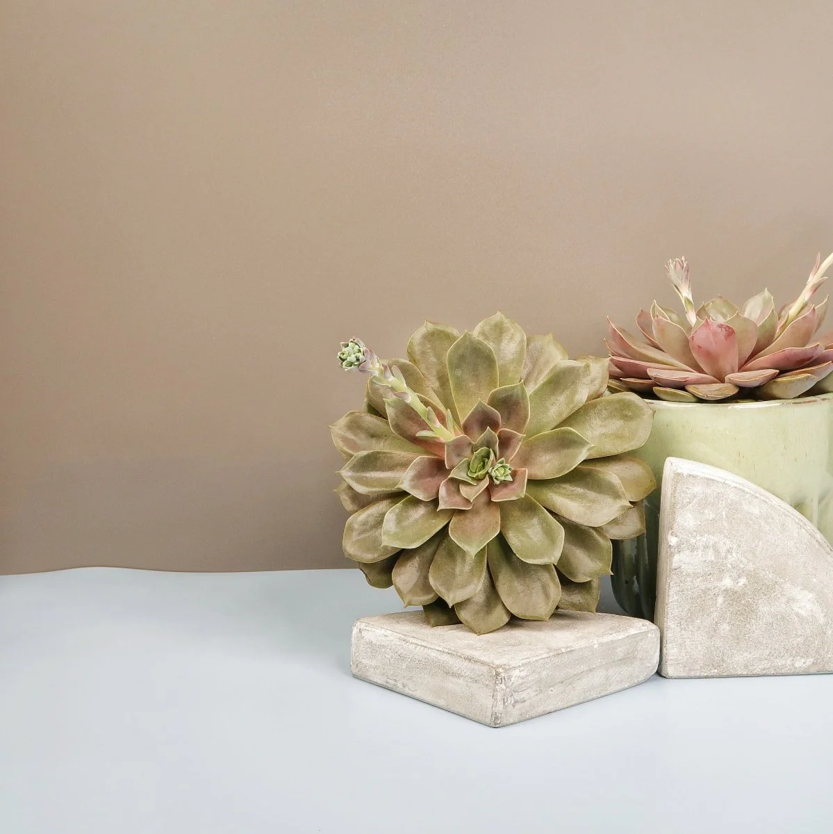 ECHEVERIA MINA - Image 2