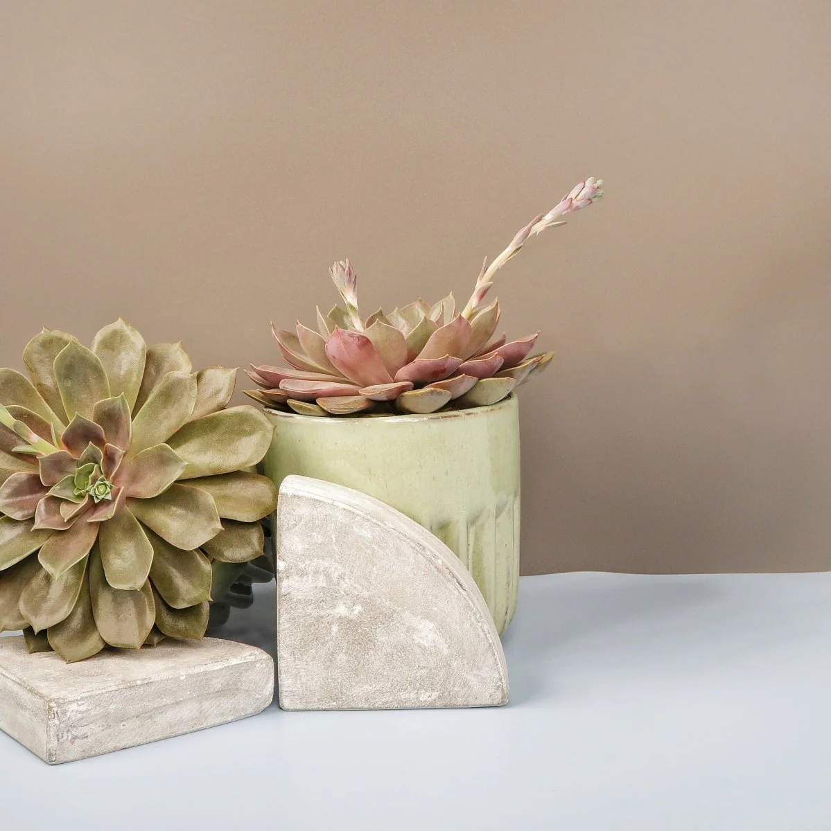 ECHEVERIA MINA - Image 3