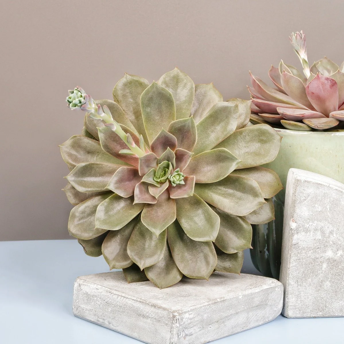 ECHEVERIA MINA - Image 4