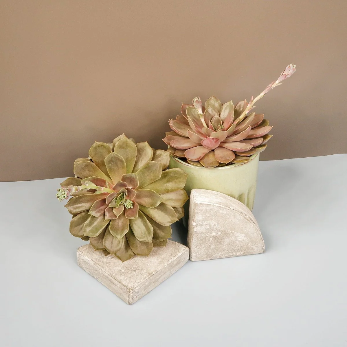 ECHEVERIA MINA - Image 5