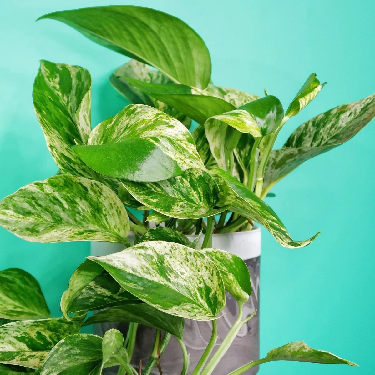 EPIPREMNUM MARBLE QUEEN - Image 4
