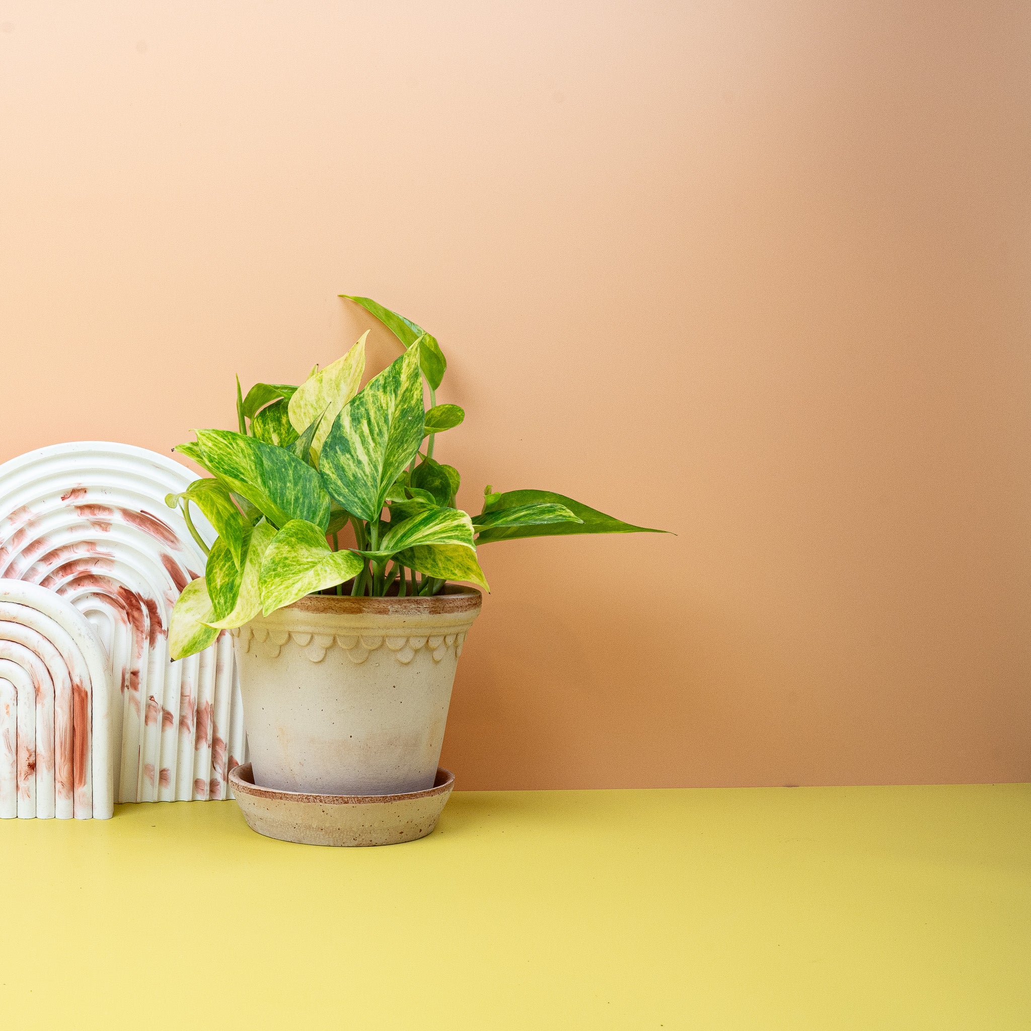 EPIPREMNUM NJOY GOLD - Image 3