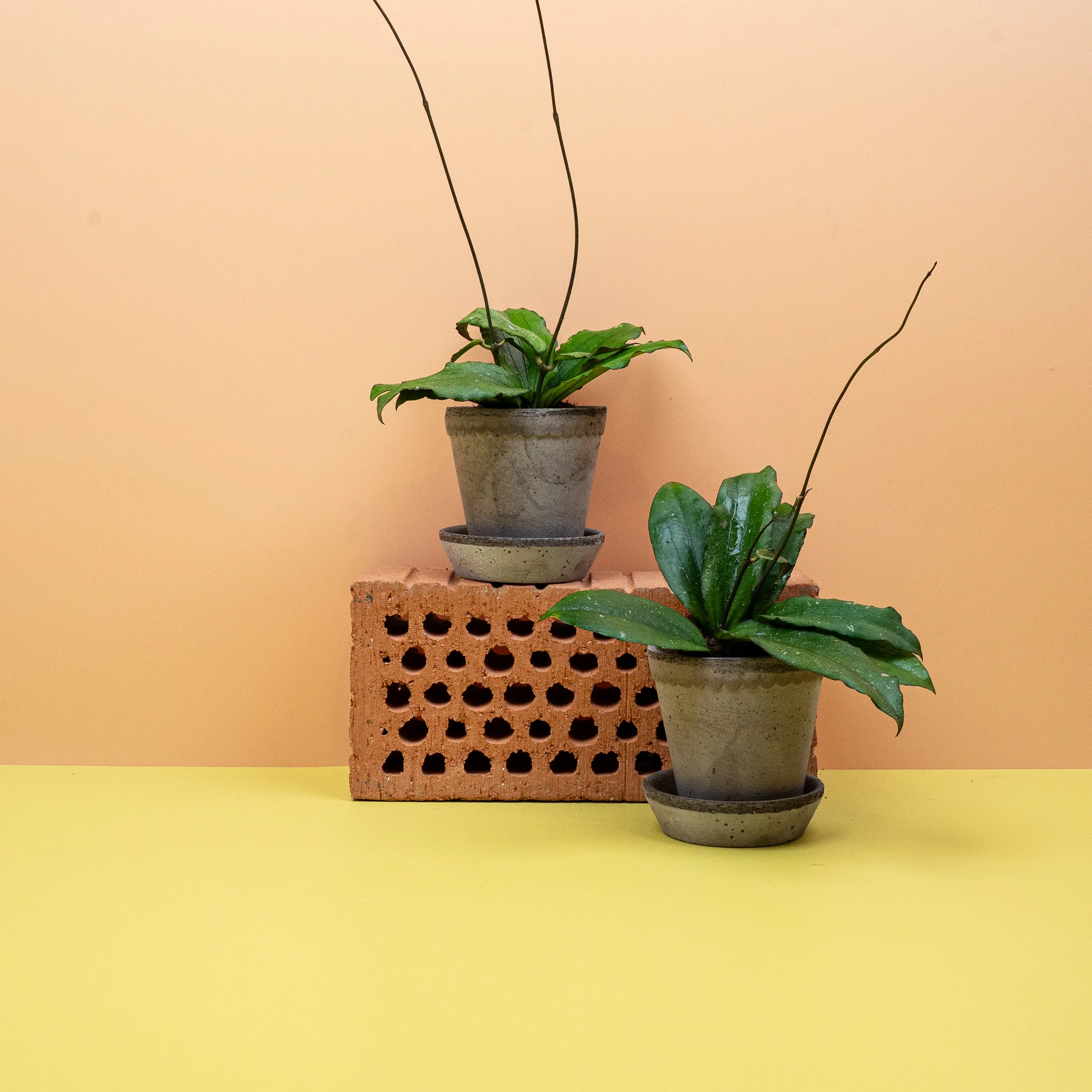 HOYA ERYTHRINA - Image 11