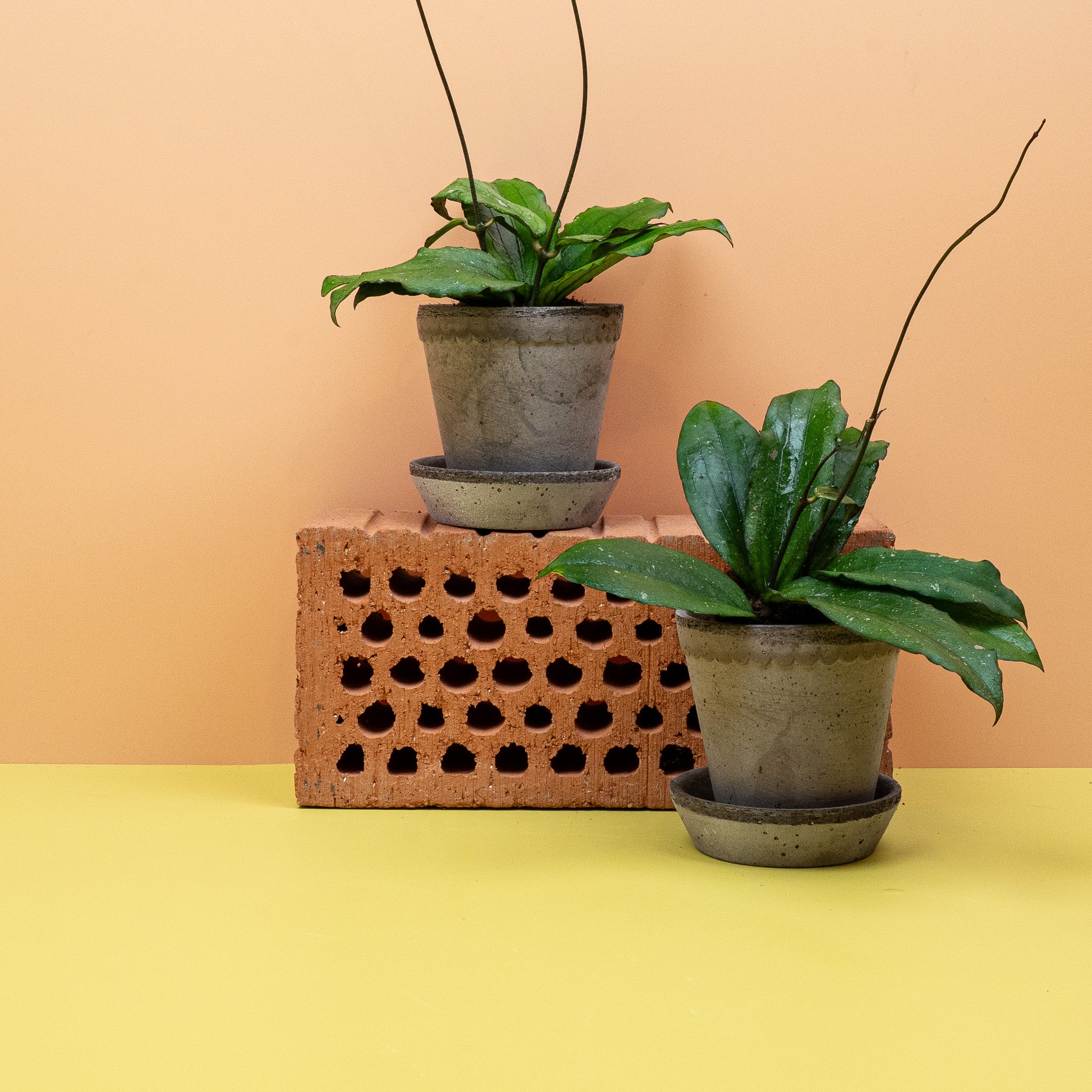 HOYA ERYTHRINA - Image 15