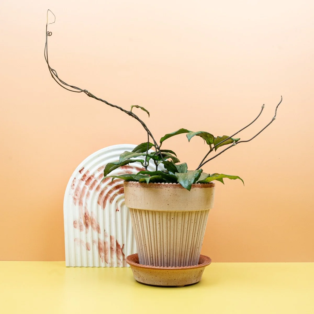HOYA ERYTHRINA - Image 4