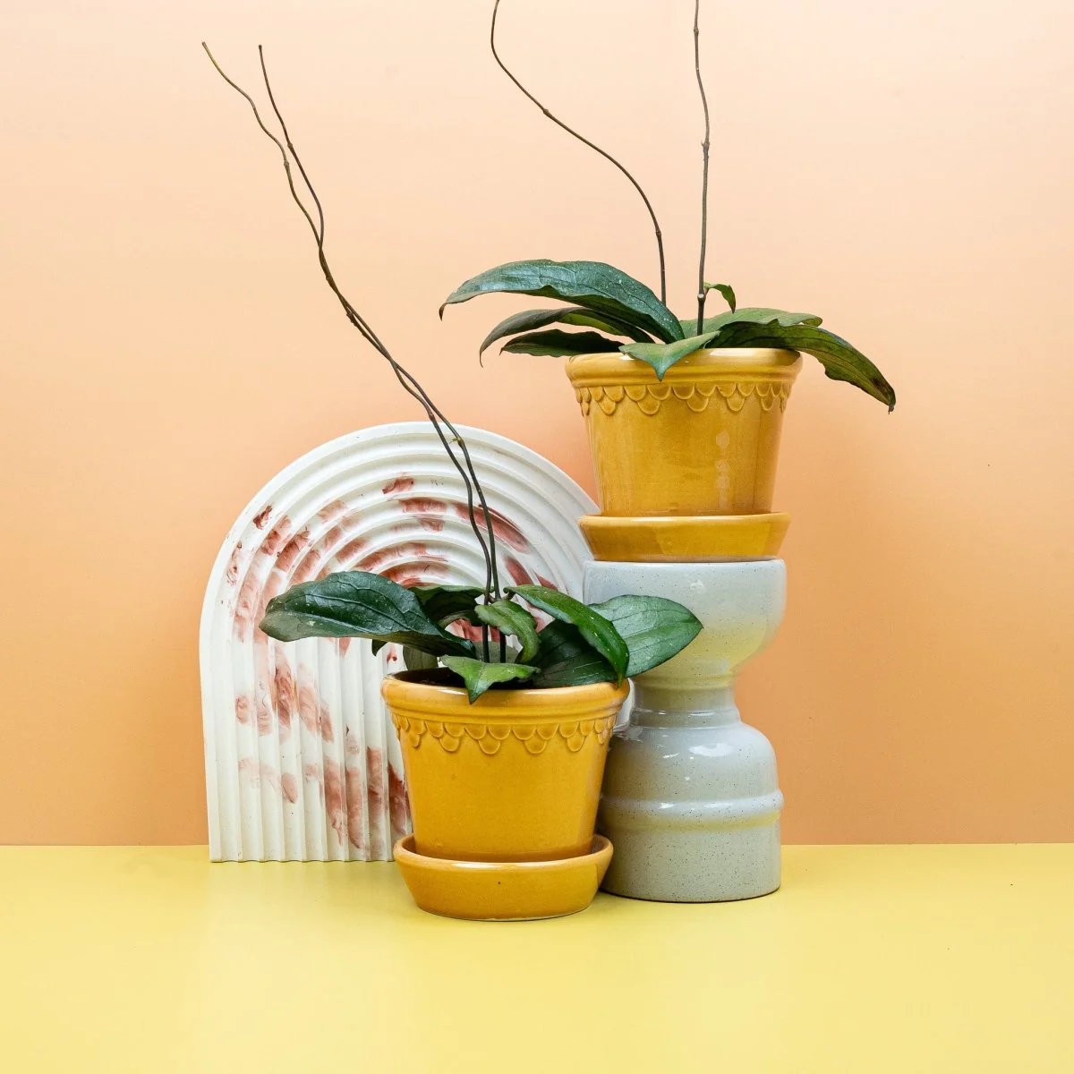 HOYA ERYTHRINA - Image 9