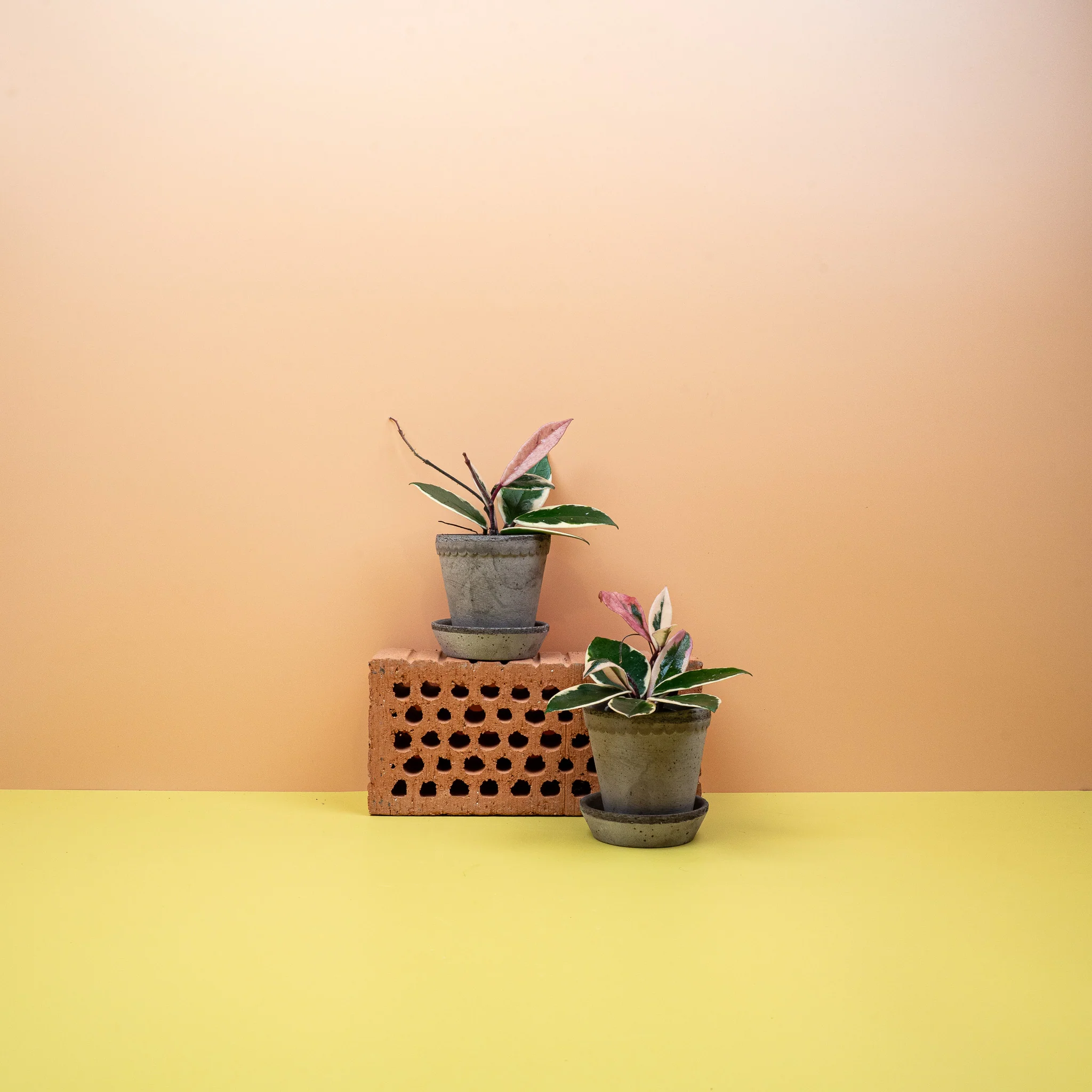 HOYA FLAMINGO DREAM - Image 6