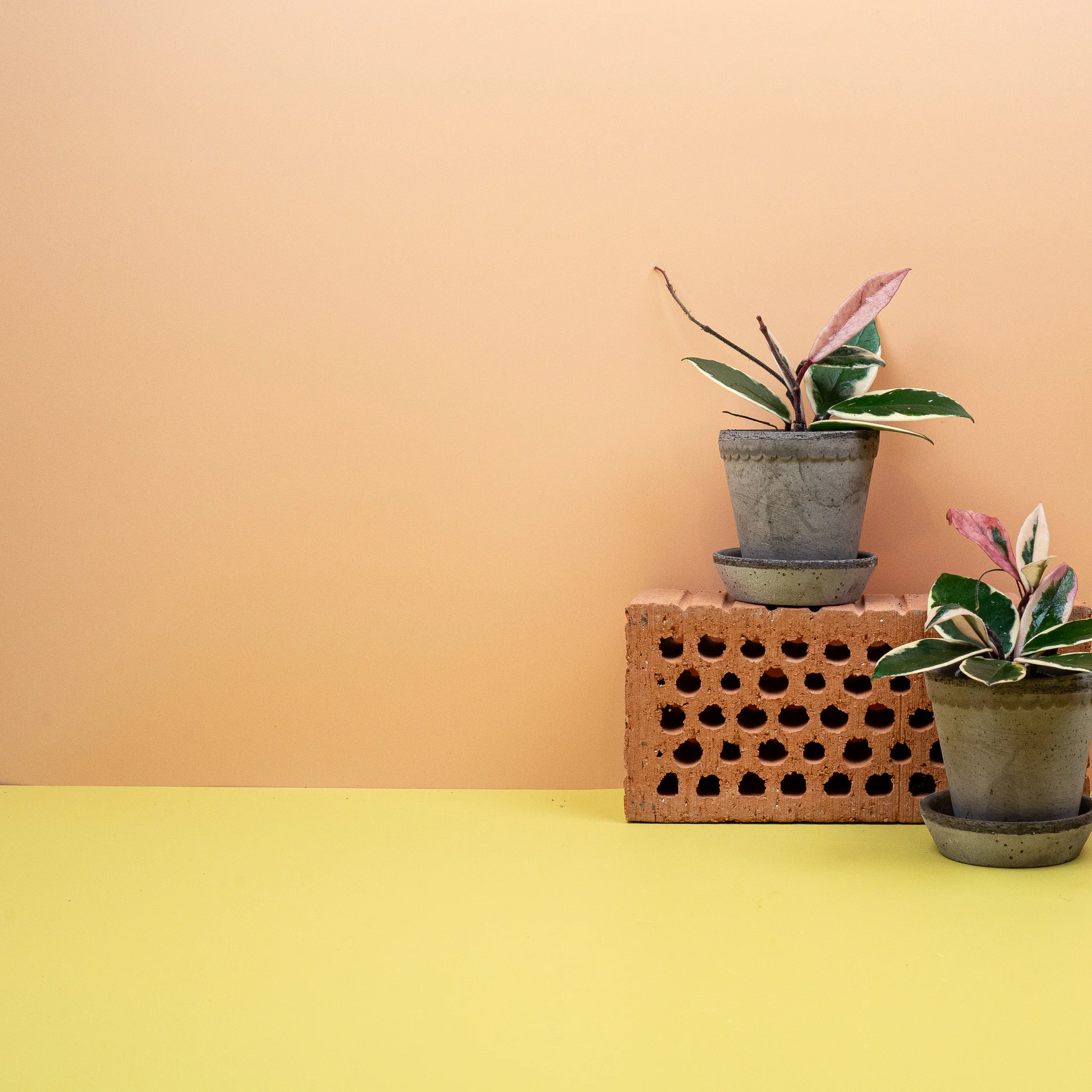 HOYA FLAMINGO DREAM - Image 8