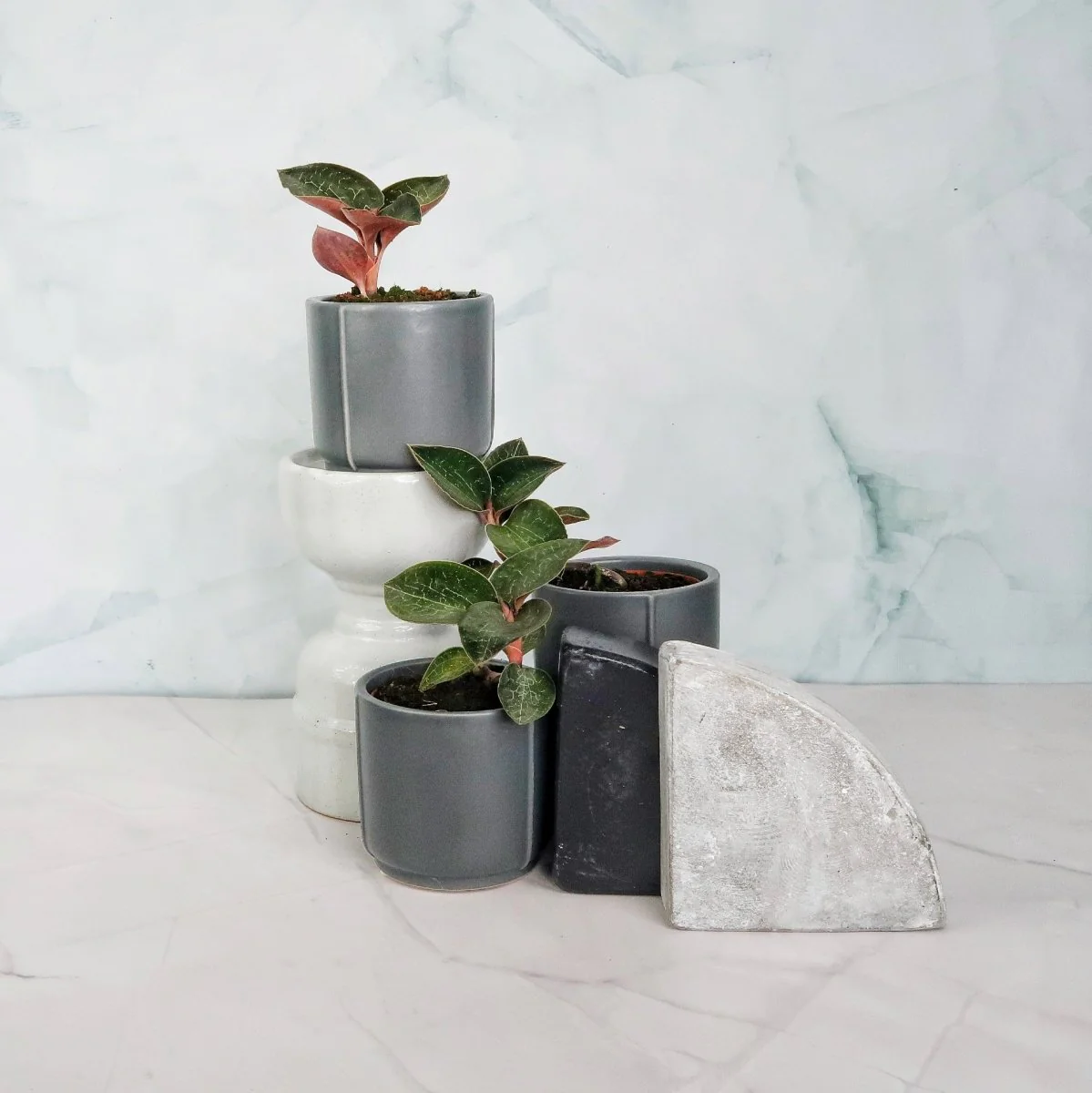 JEWEL ORCHID ANOECTOCHILUS FORMOSANUS