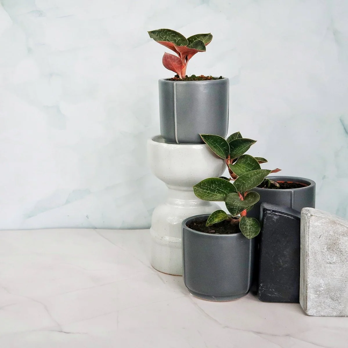 JEWEL ORCHID ANOECTOCHILUS FORMOSANUS - Image 3