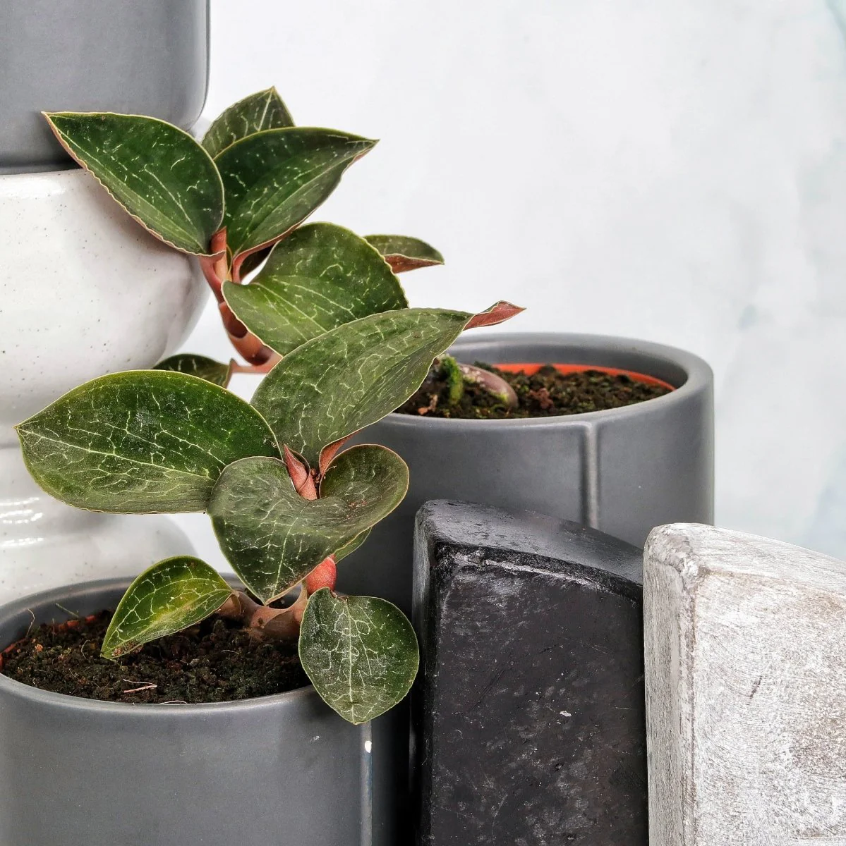 JEWEL ORCHID ANOECTOCHILUS FORMOSANUS - Image 4