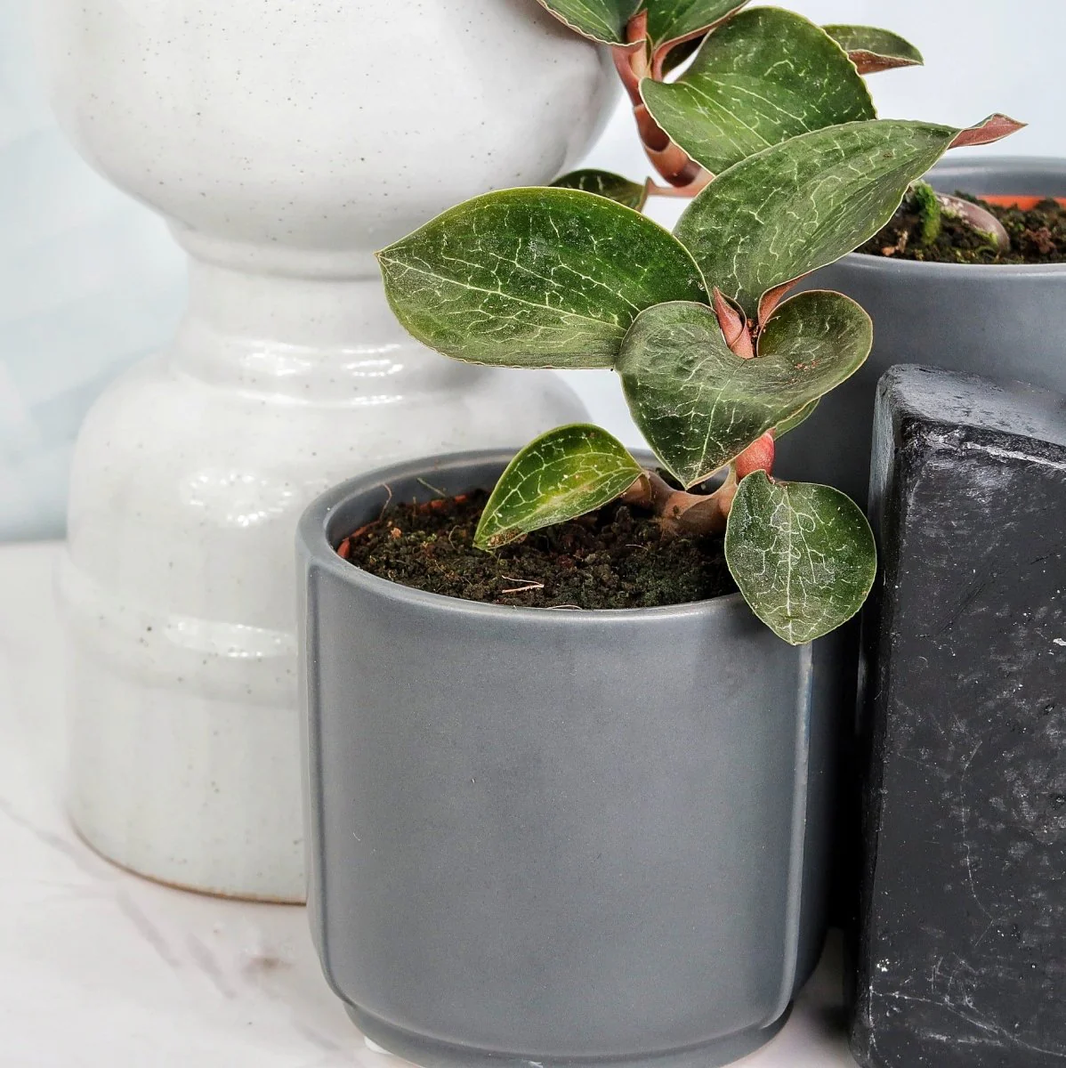 JEWEL ORCHID ANOECTOCHILUS FORMOSANUS - Image 5