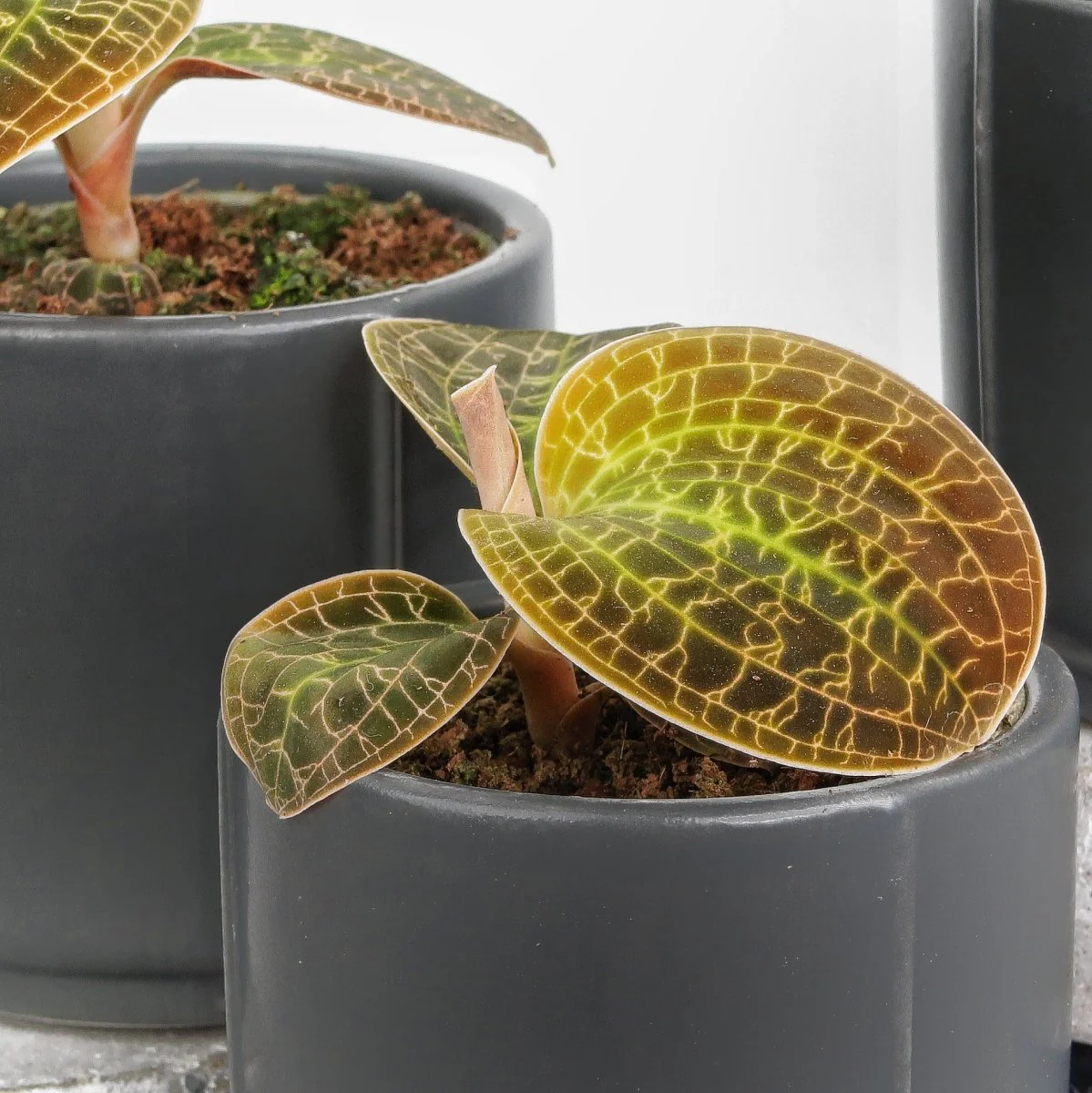 JEWEL ORCHID MACODES LOWII - Image 5