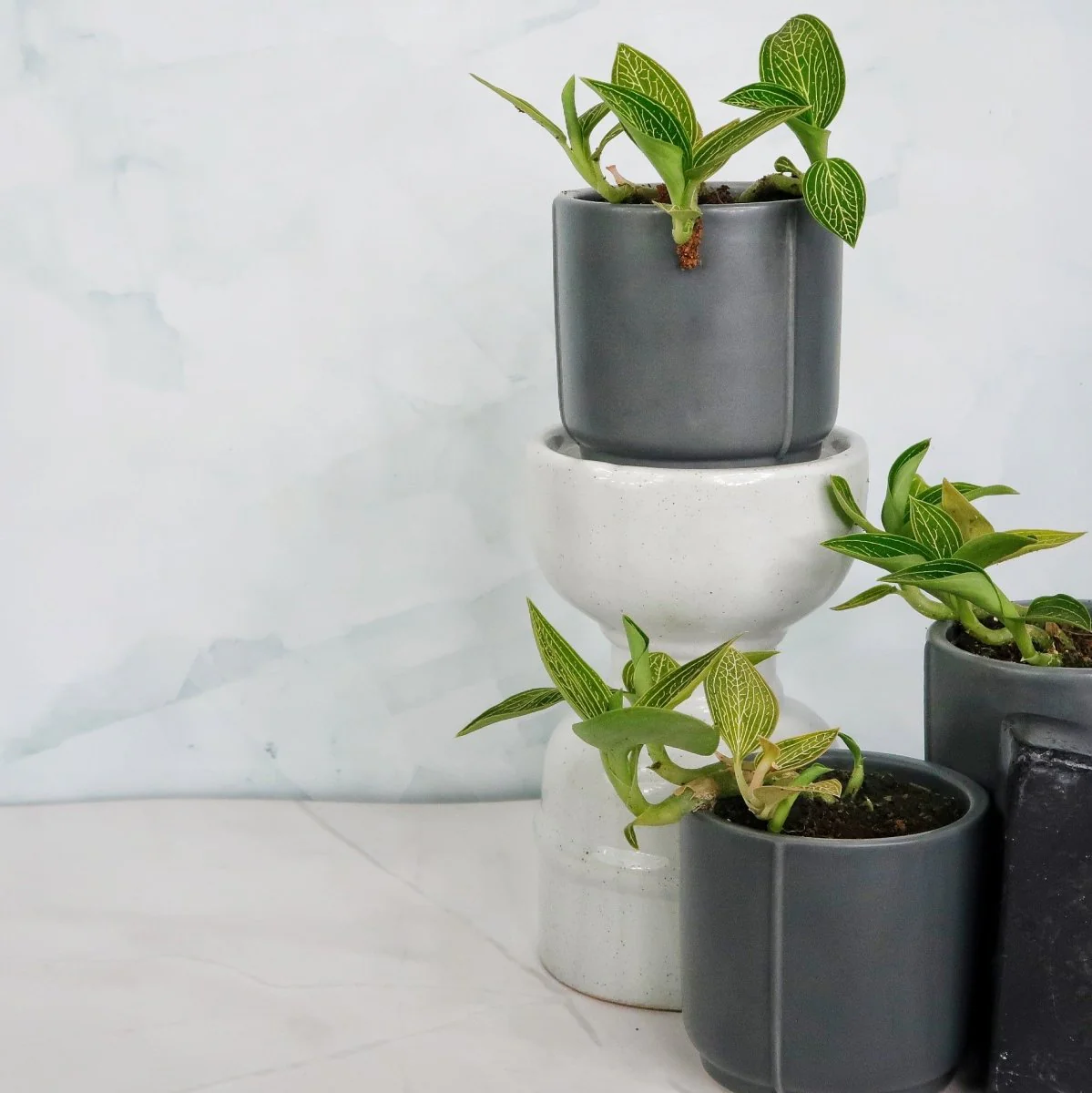 JEWEL ORCHID SPIDERMAN GREEN - Image 2