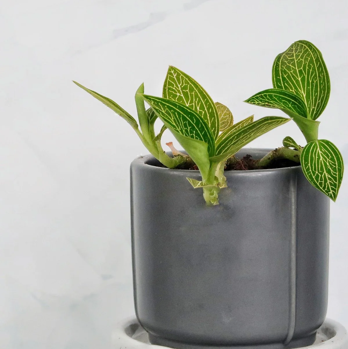 JEWEL ORCHID SPIDERMAN GREEN - Image 5