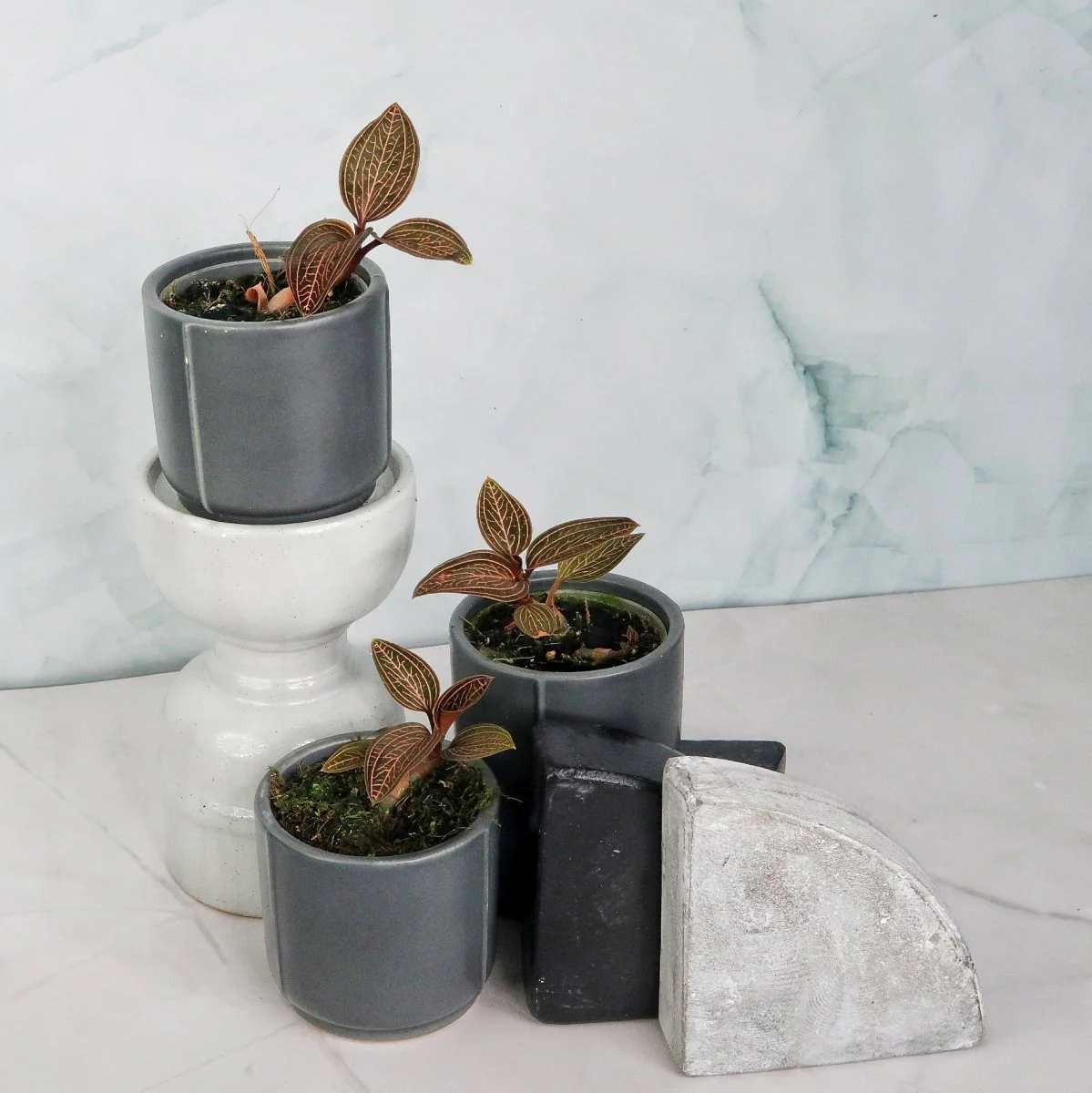 JEWEL ORCHID SPIDERMAN RED - Image 10