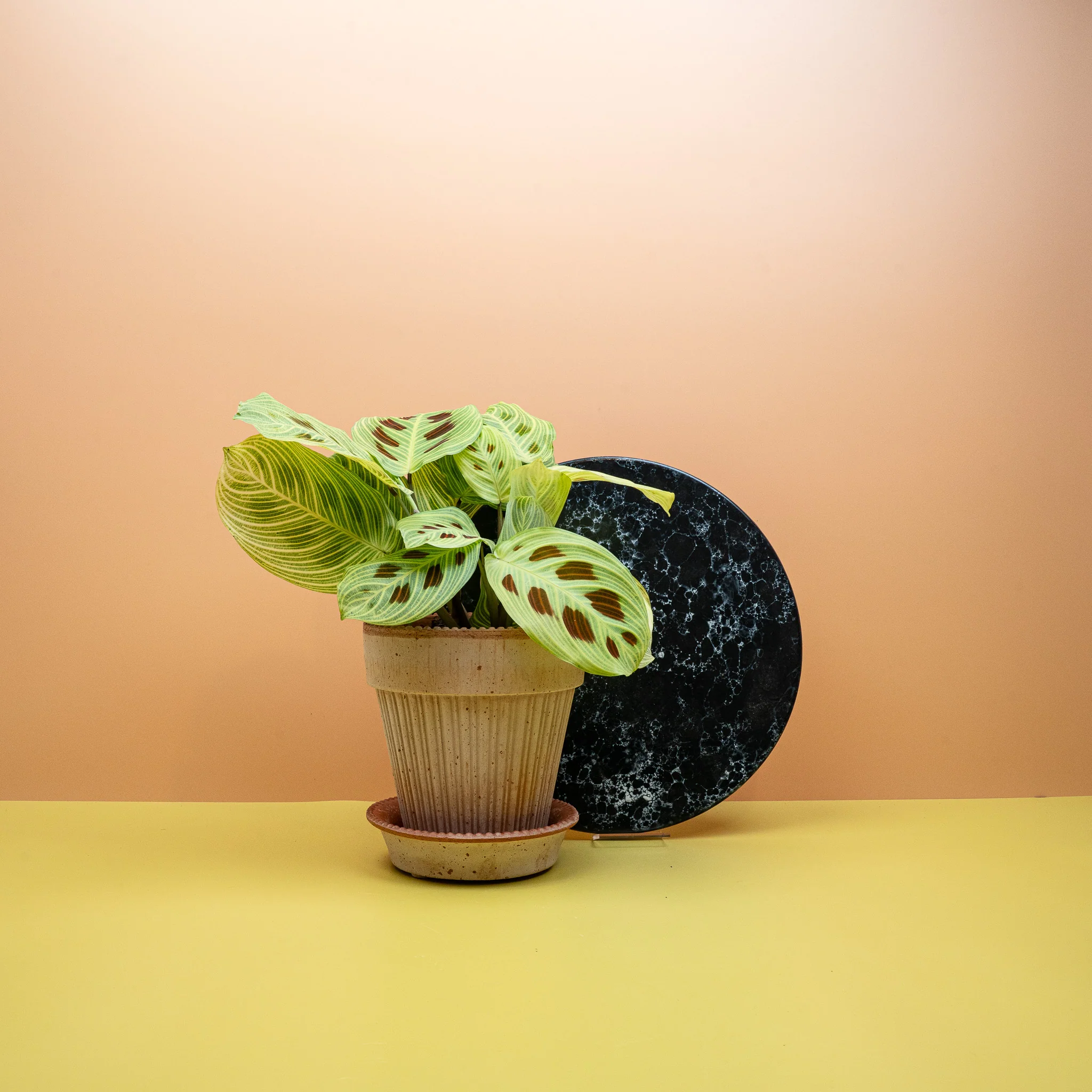 MARANTA GOLDEN VEINS - Image 2
