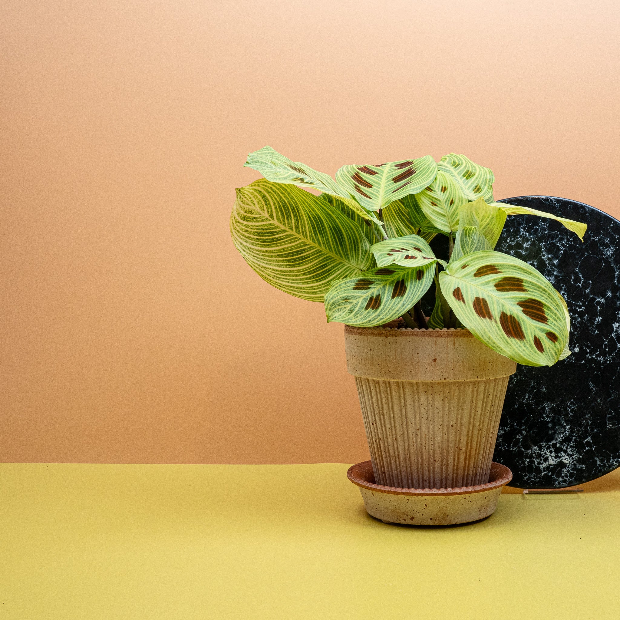 MARANTA GOLDEN VEINS - Image 3