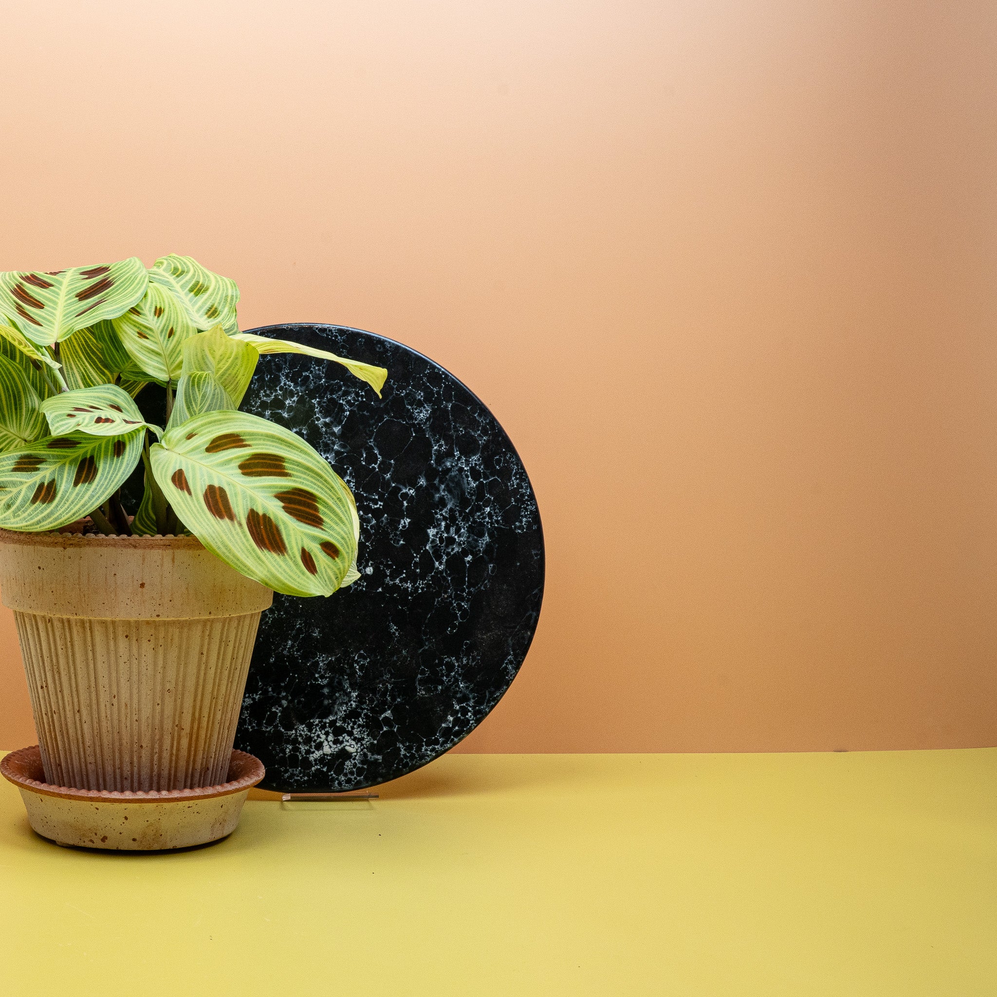 MARANTA GOLDEN VEINS - Image 4