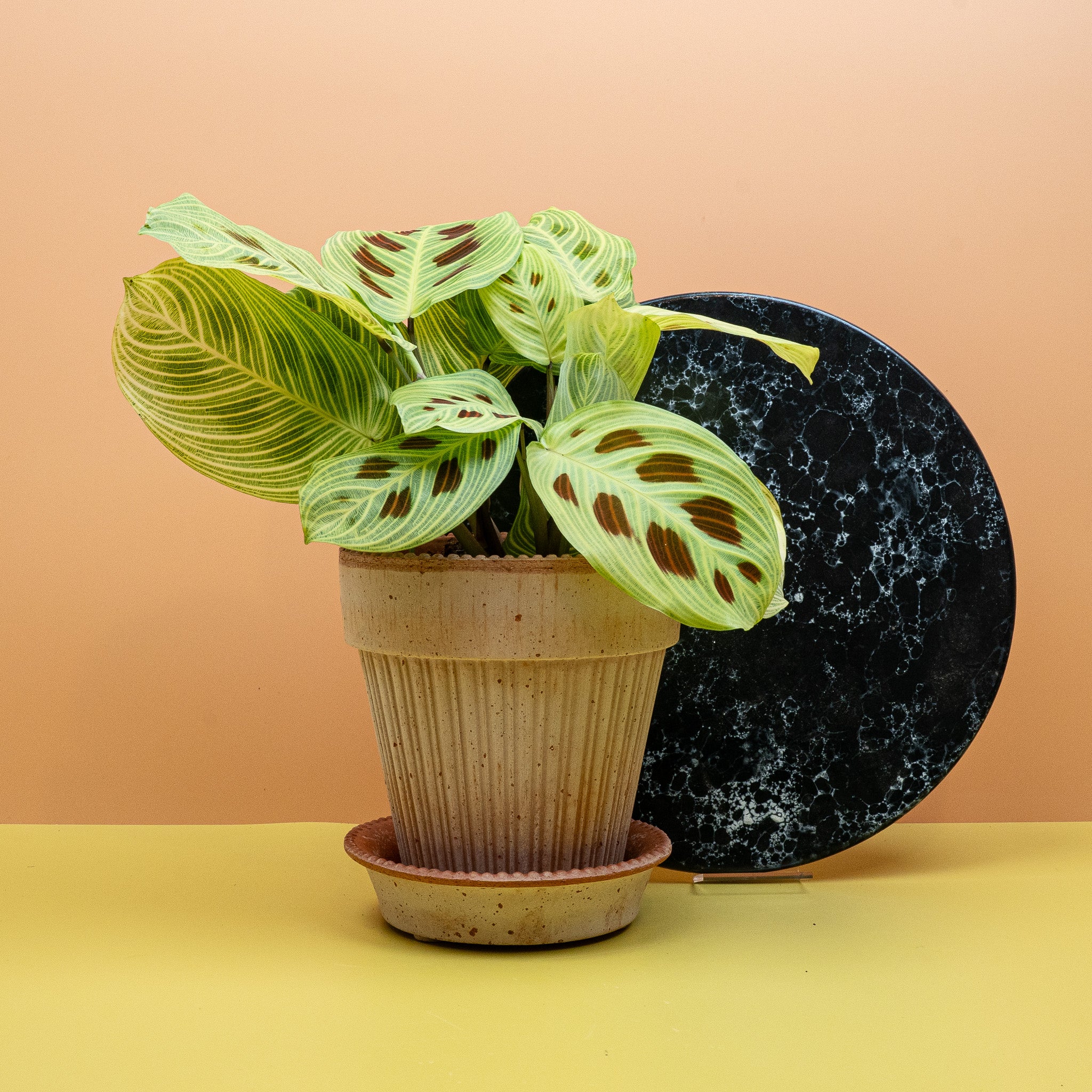 MARANTA GOLDEN VEINS - Image 5