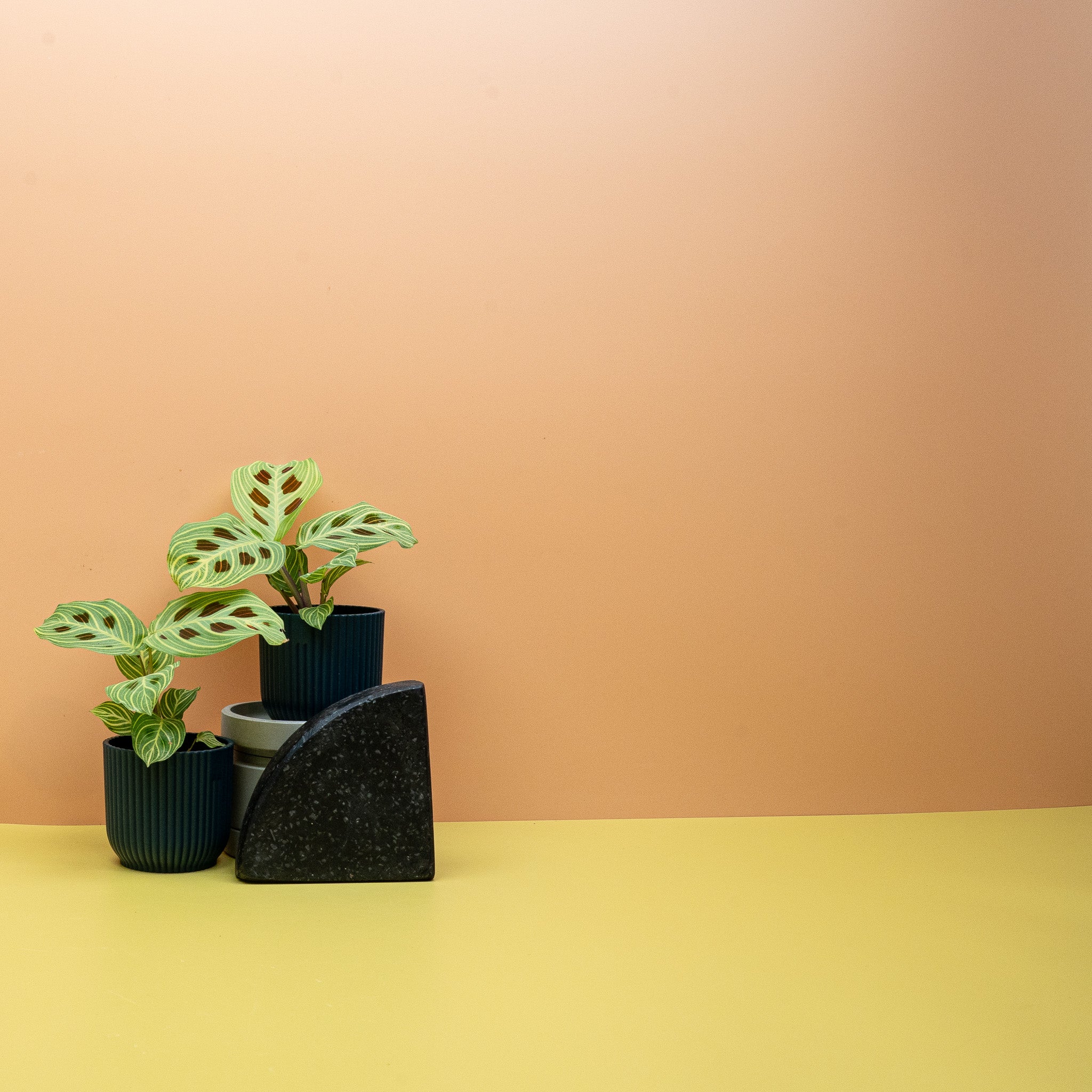 MARANTA GOLDEN VEINS - Image 8