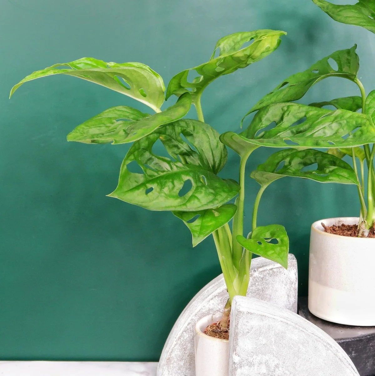 MONSTERA ADANSONII - Image 3
