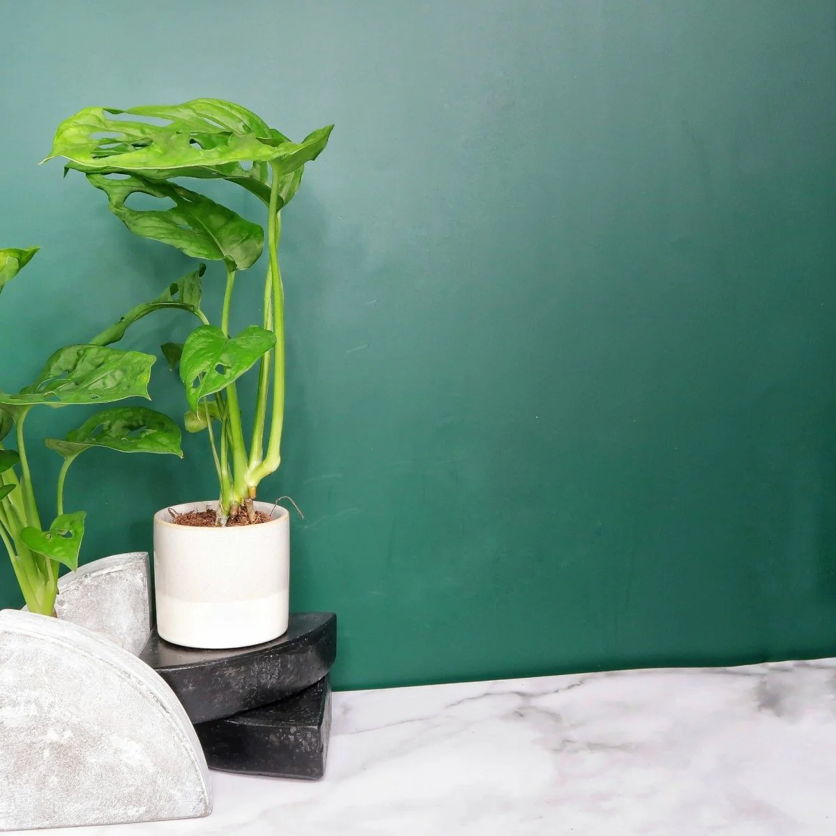 MONSTERA ADANSONII - Image 5