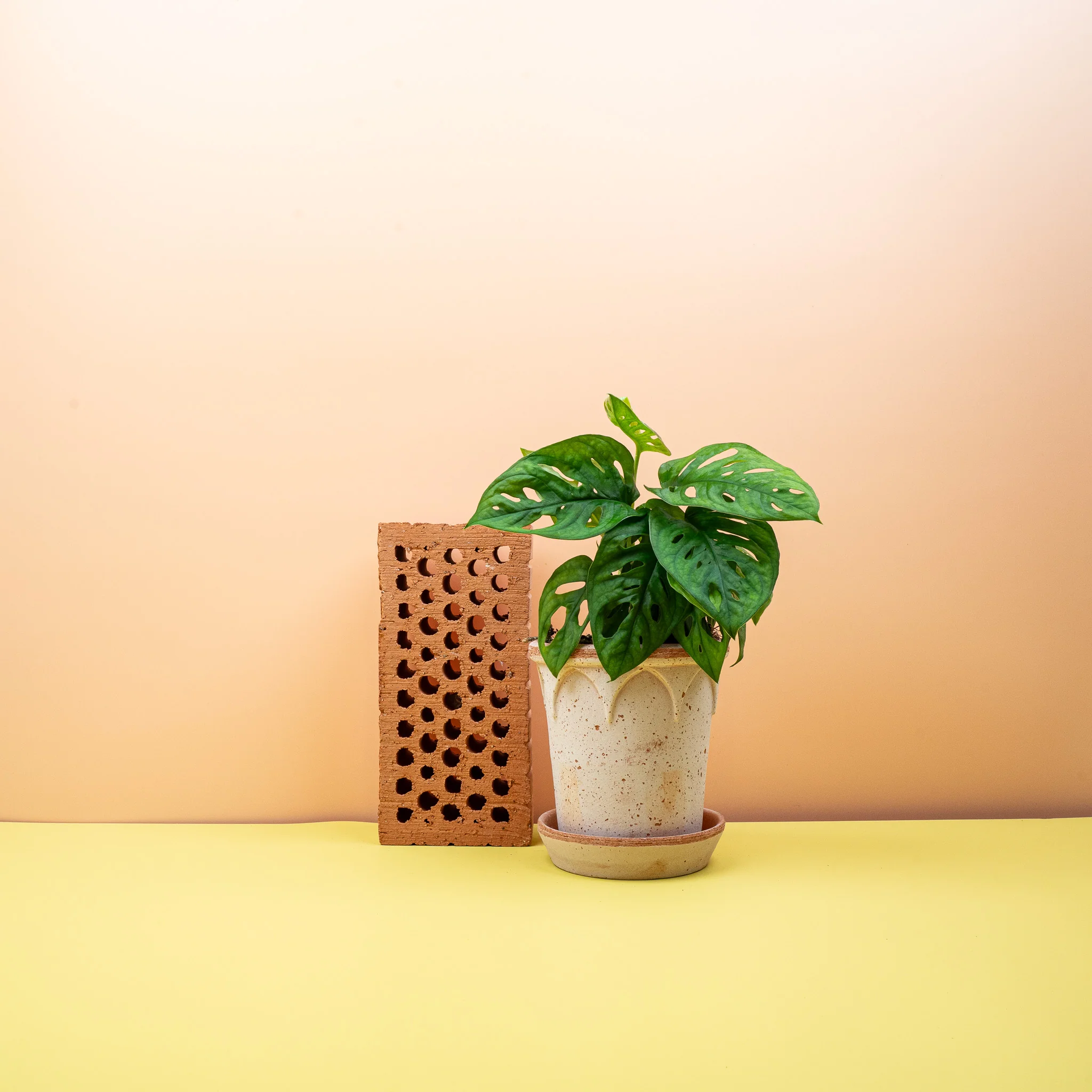 MONSTERA ADANSONII - Image 6