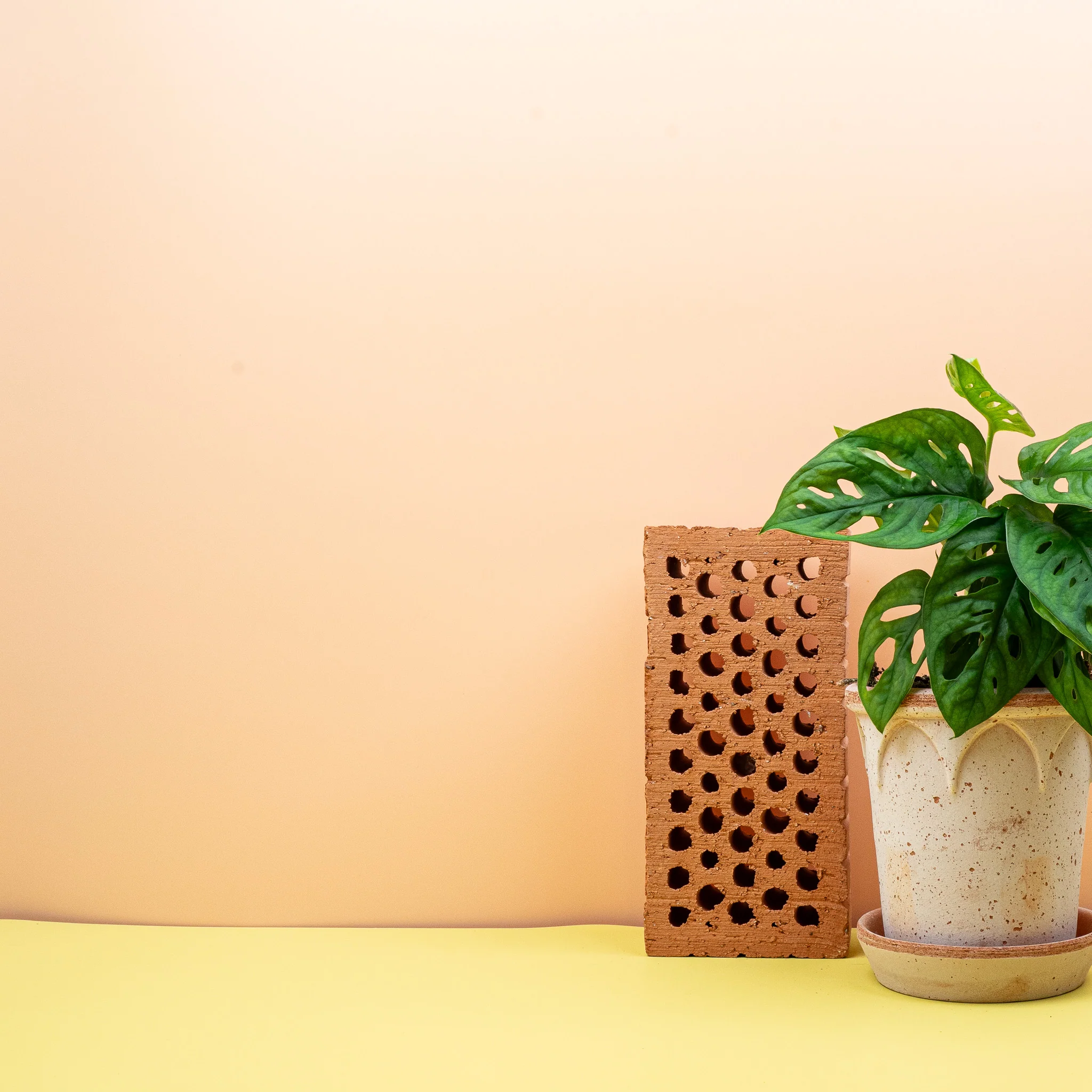MONSTERA ADANSONII - Image 8