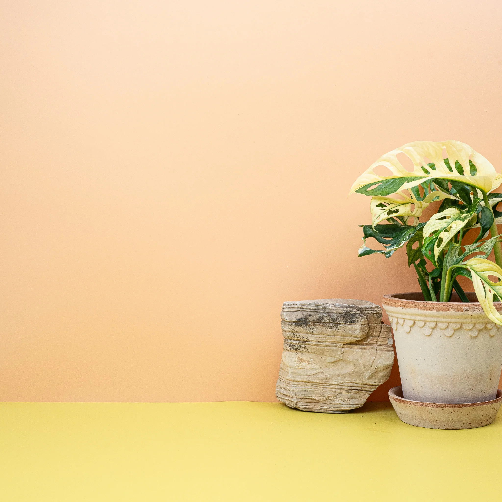 MONSTERA ADANSONII VARIEGATA - Image 4