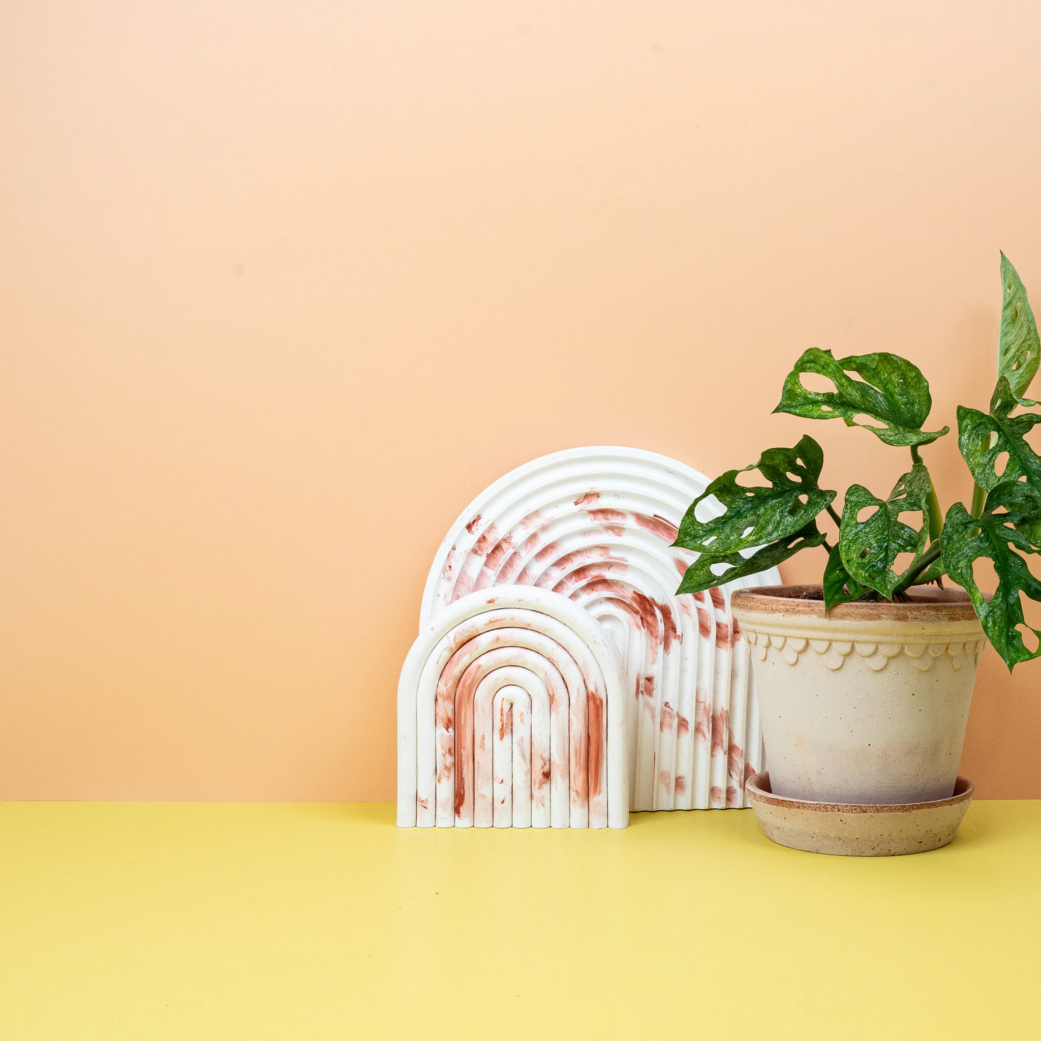 MONSTERA ADANSONII VARIEGATA MINT - Image 3