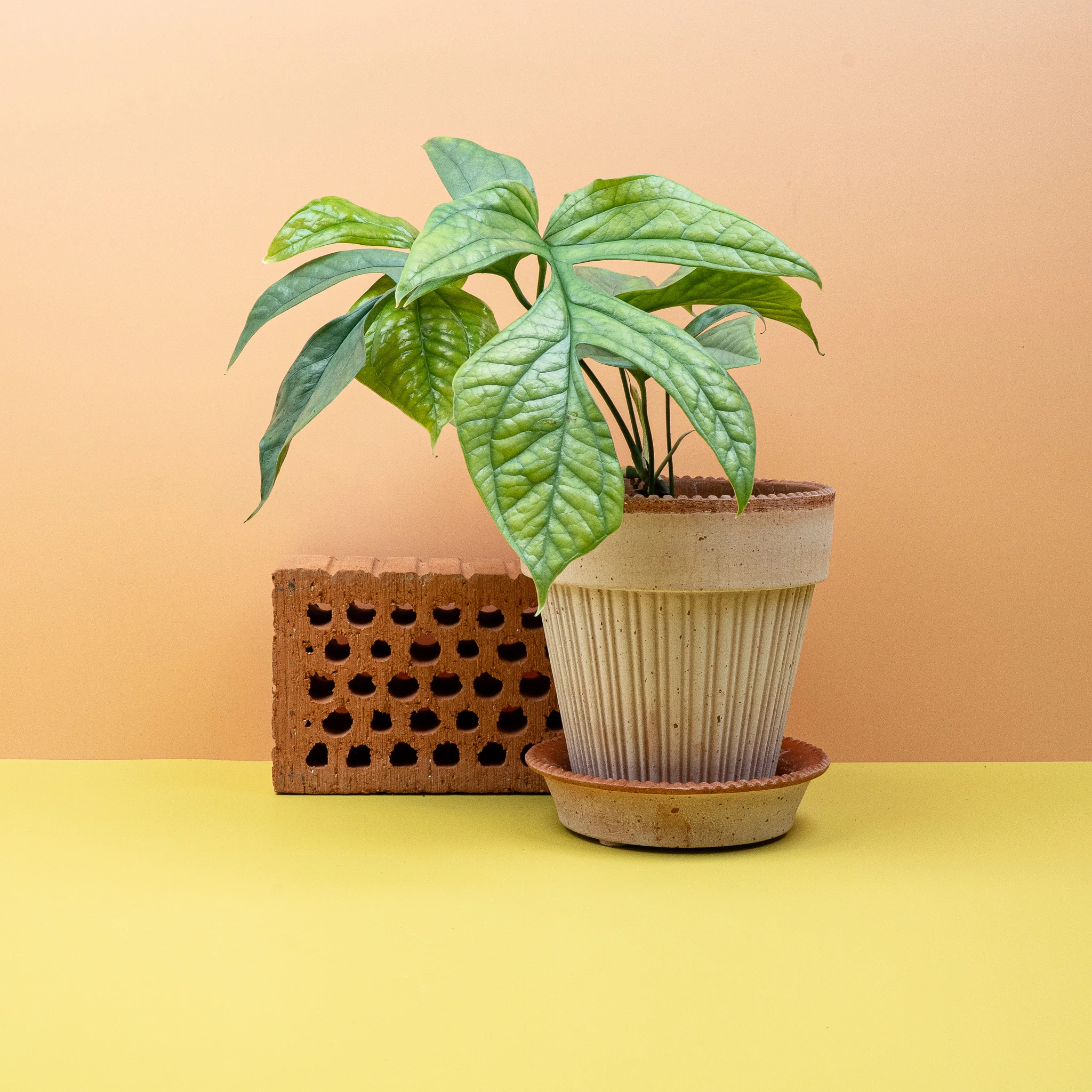 MONSTERA AMYDRIUM MEDIUM SILVER