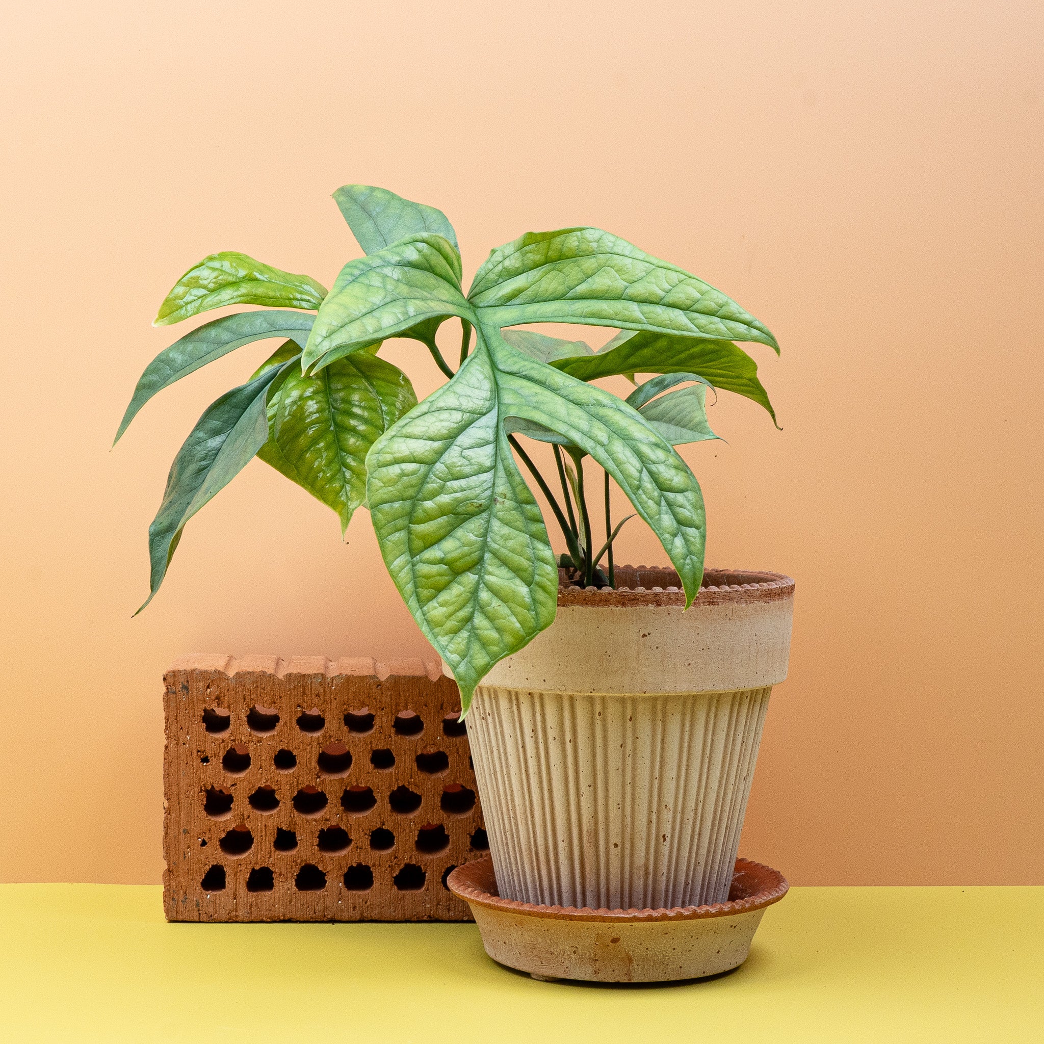 MONSTERA AMYDRIUM MEDIUM SILVER - Image 5