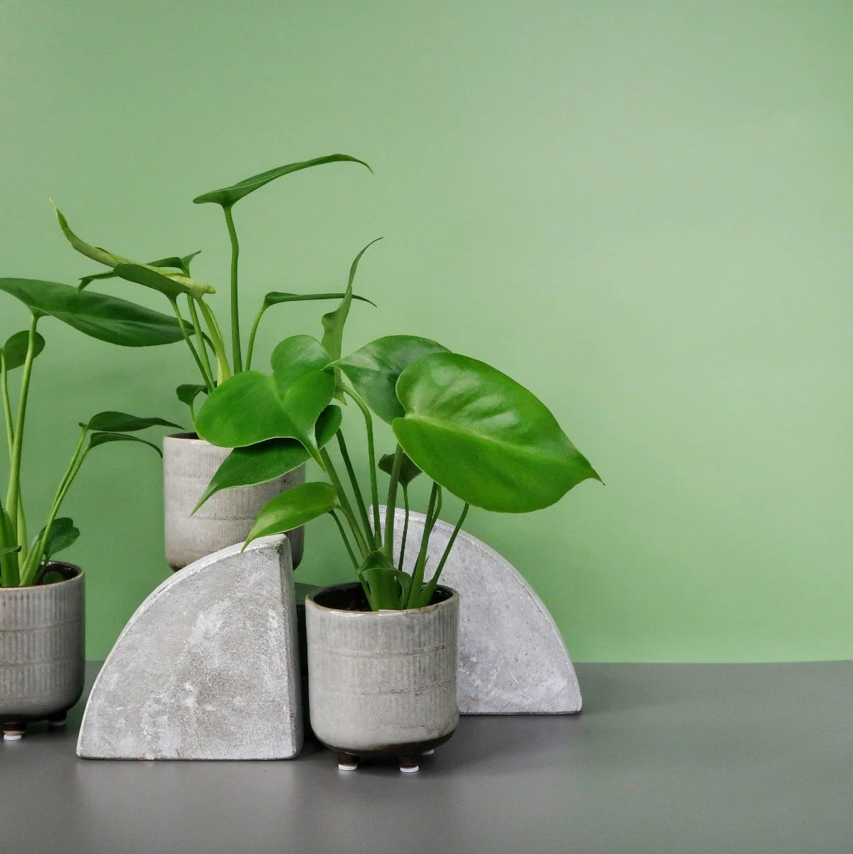 MONSTERA DELICIOSA - Image 3
