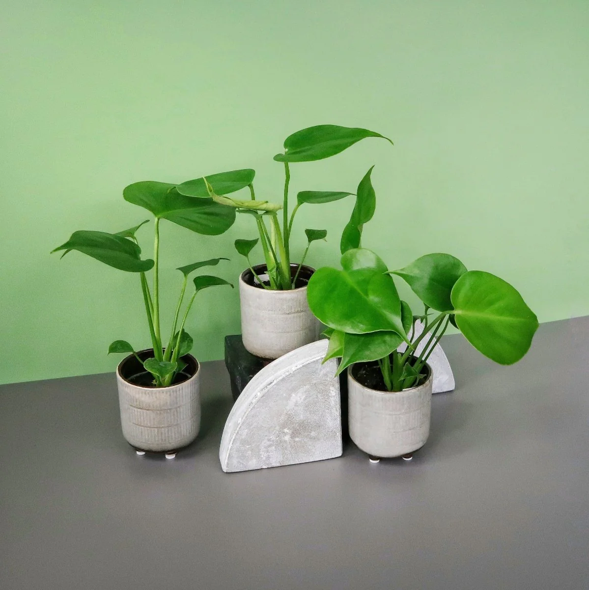 MONSTERA DELICIOSA - Image 4