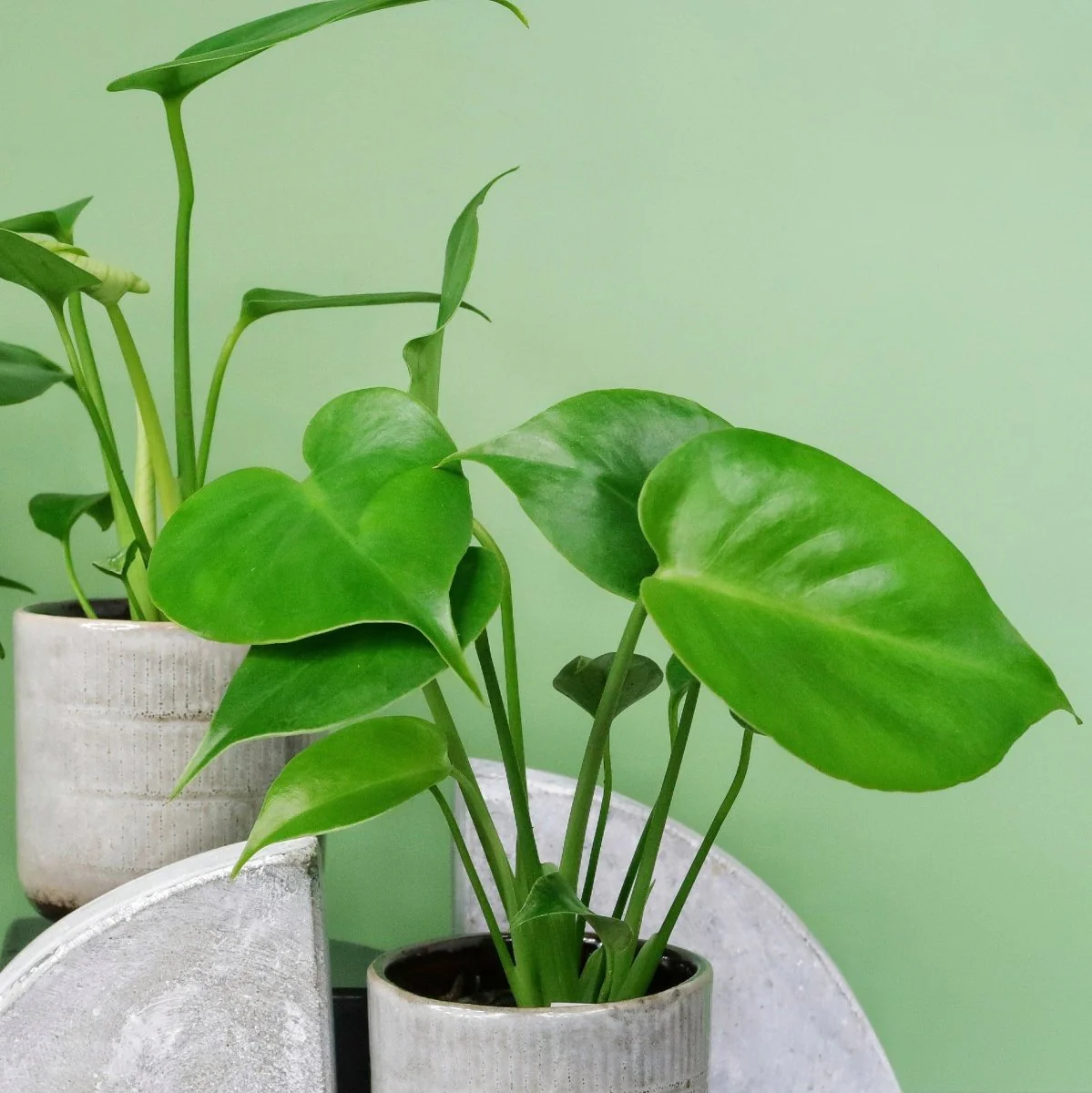 MONSTERA DELICIOSA - Image 5