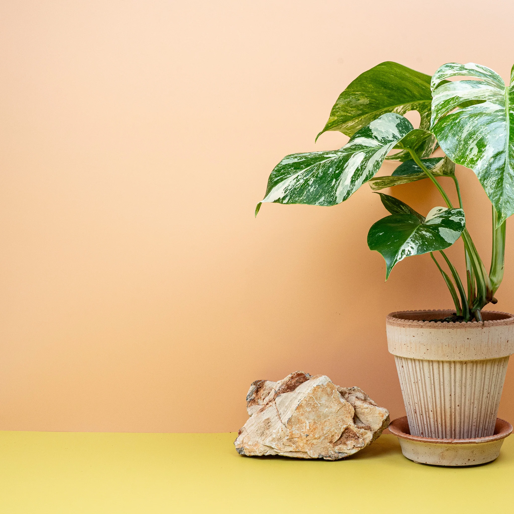 MONSTERA DELICIOSA VARIEGATA - Image 3
